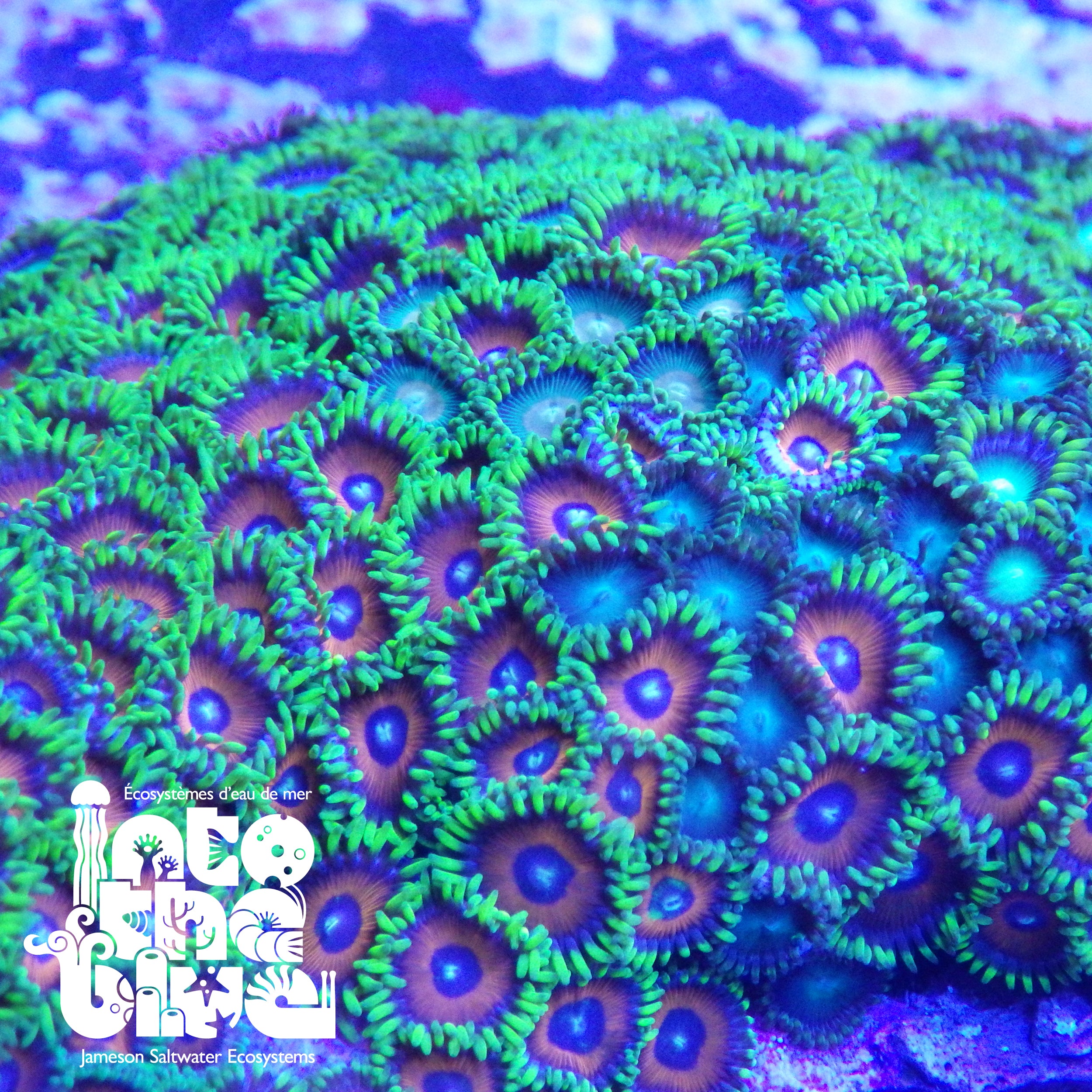 Should you be concerned about Palytoxins?