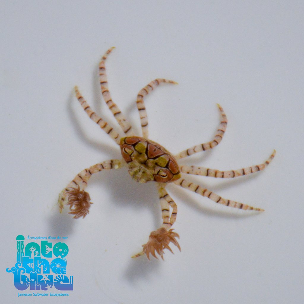 Into the Blue - Pom Pom Crab
