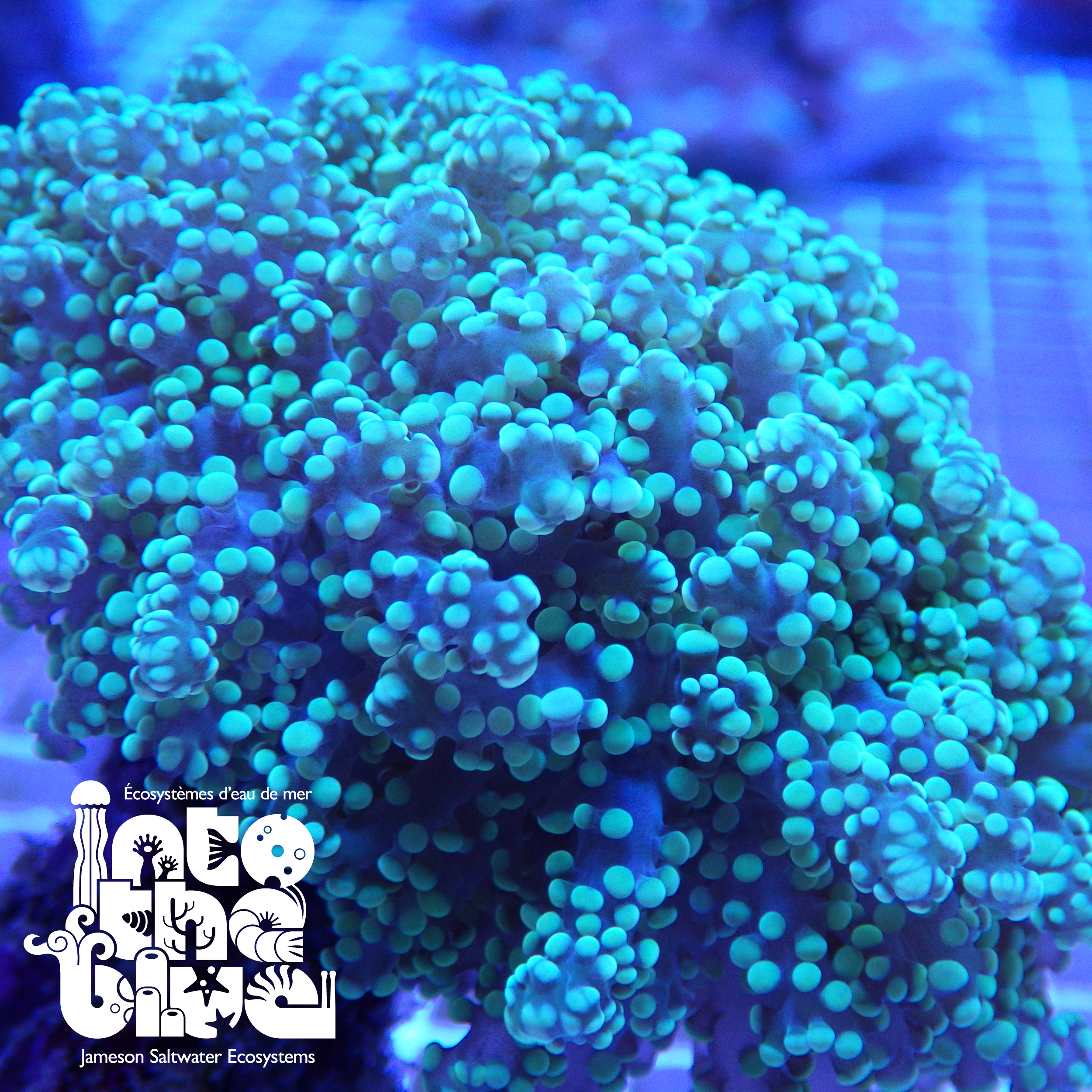 Saltwater Corals - WYSIWYG