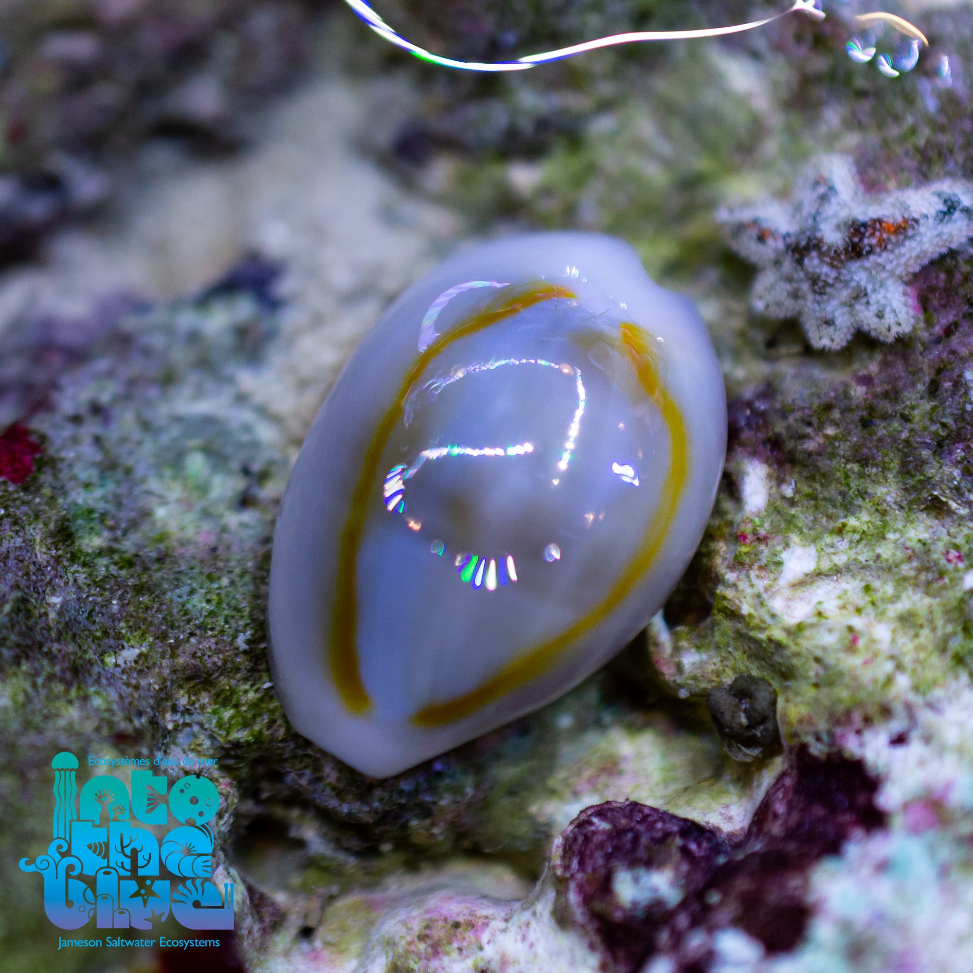 Gold Ring Cowrie Snail