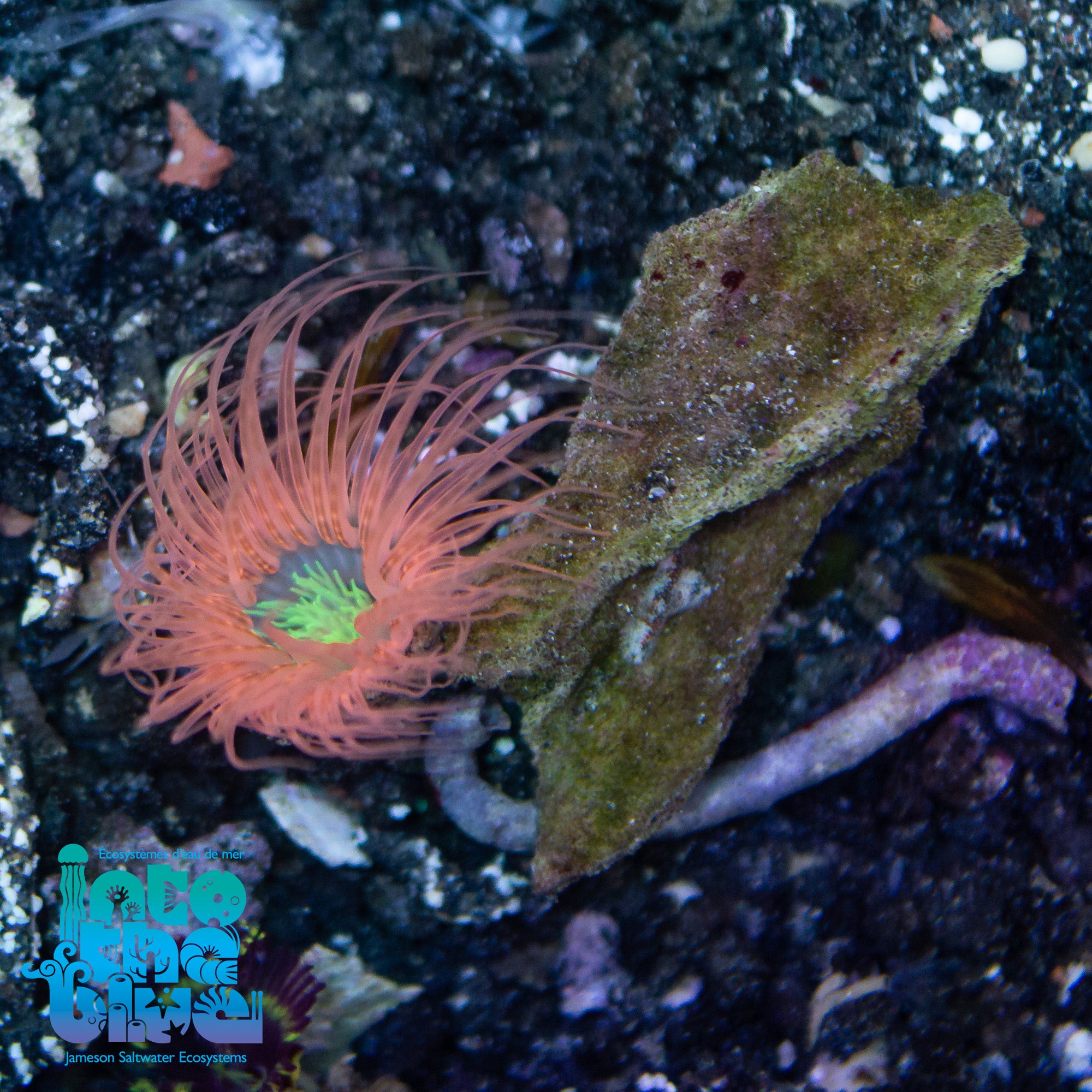 Orange Tube Anemone with green center