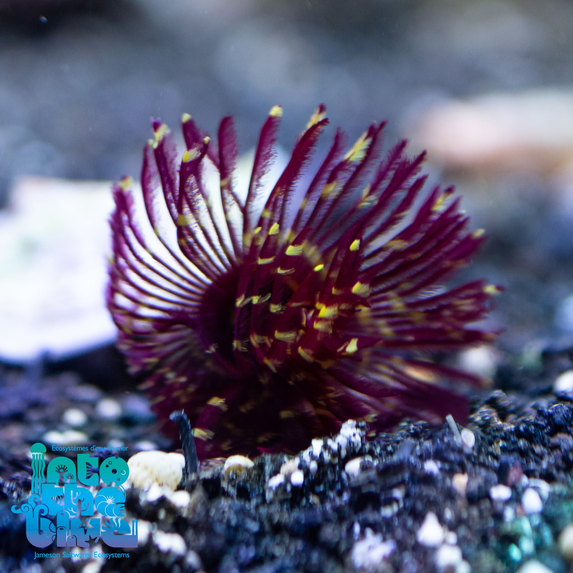 Tube Worm | Feather Duster
