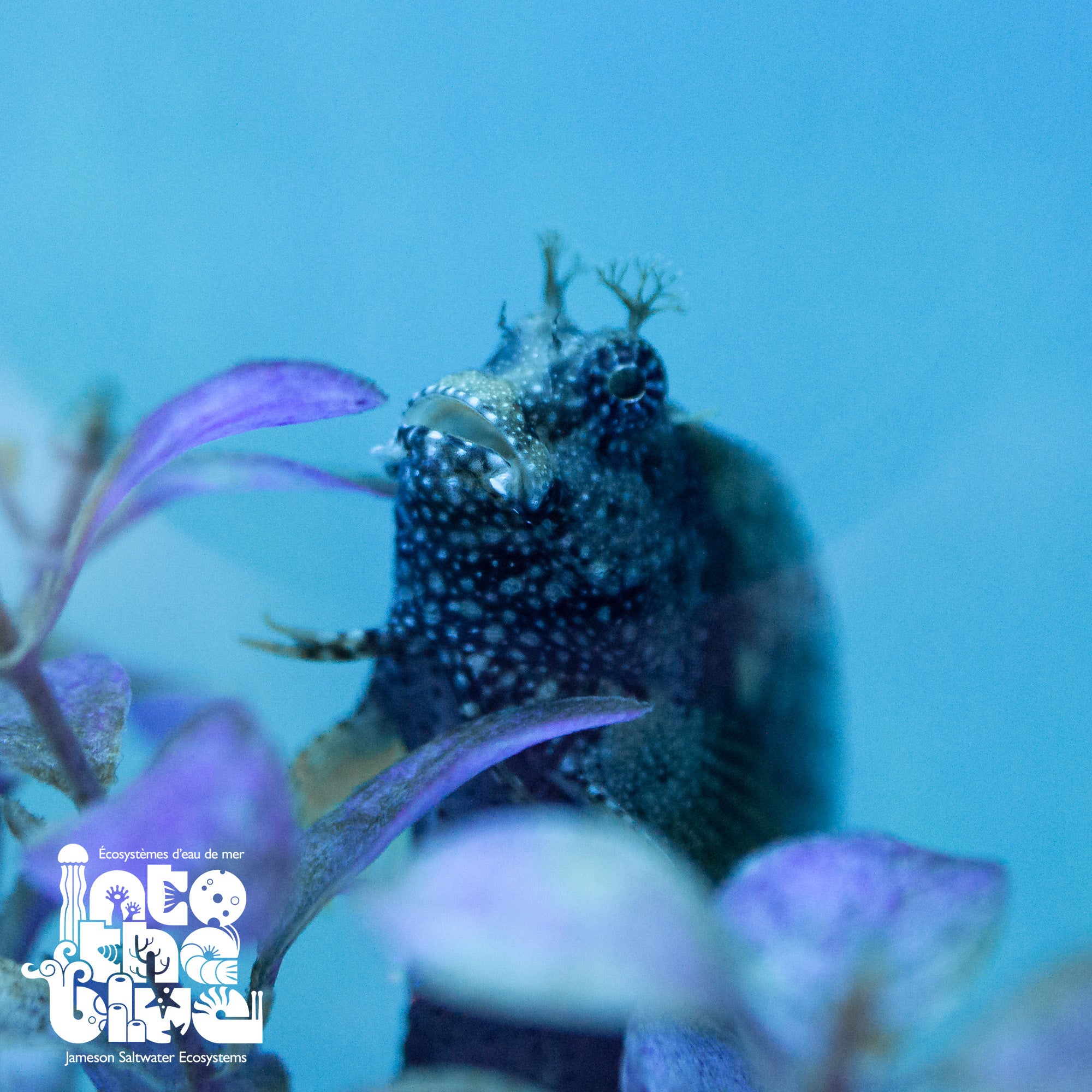 Starry Blenny