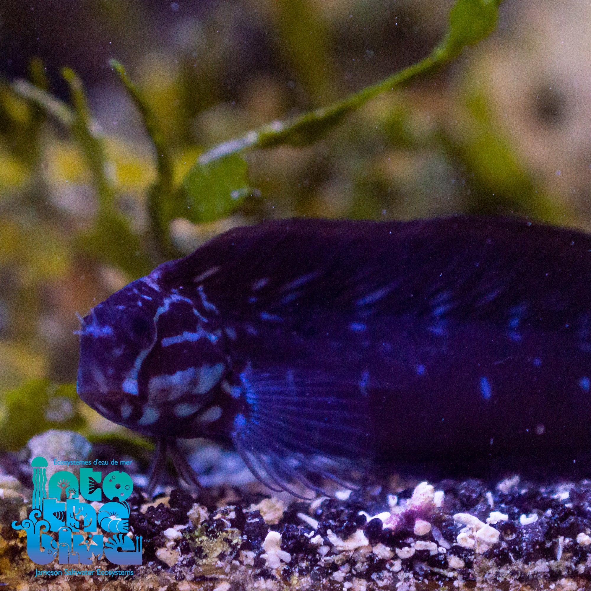 Black Coral Blenny