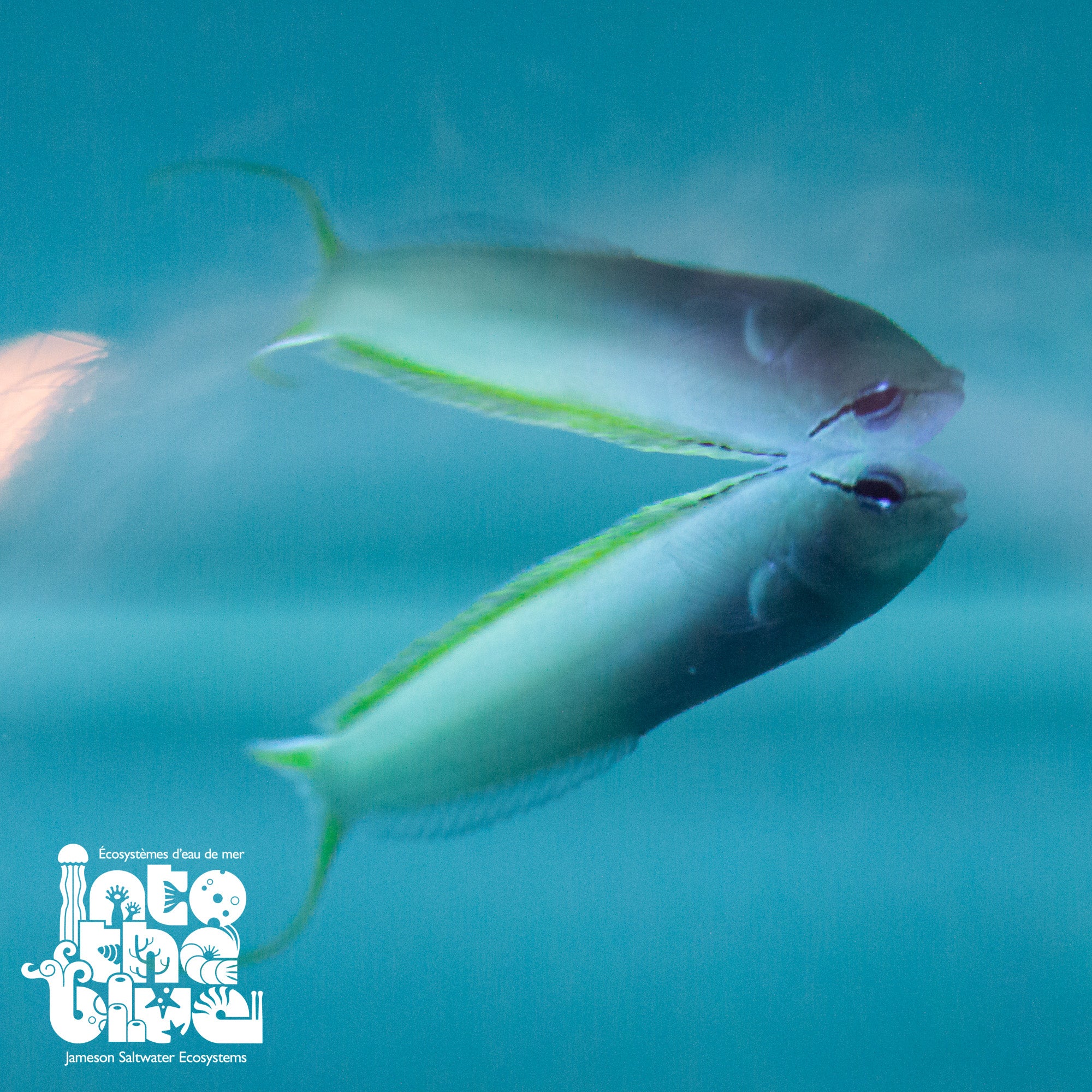 Blue Headed Canary Blenny