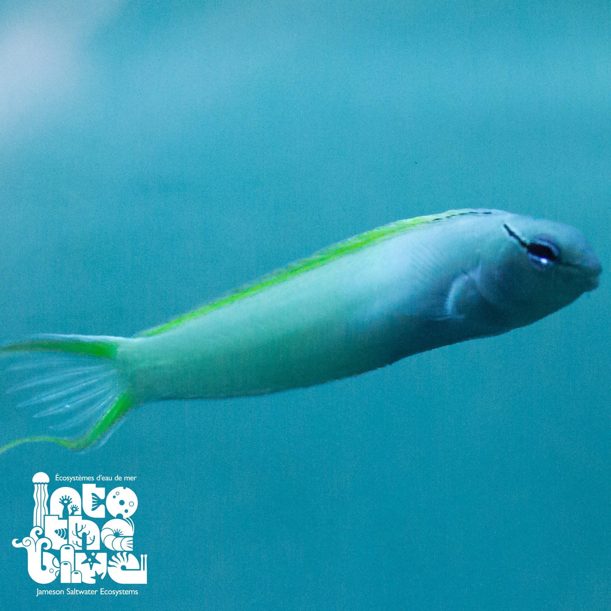 Blue Headed Canary Blenny