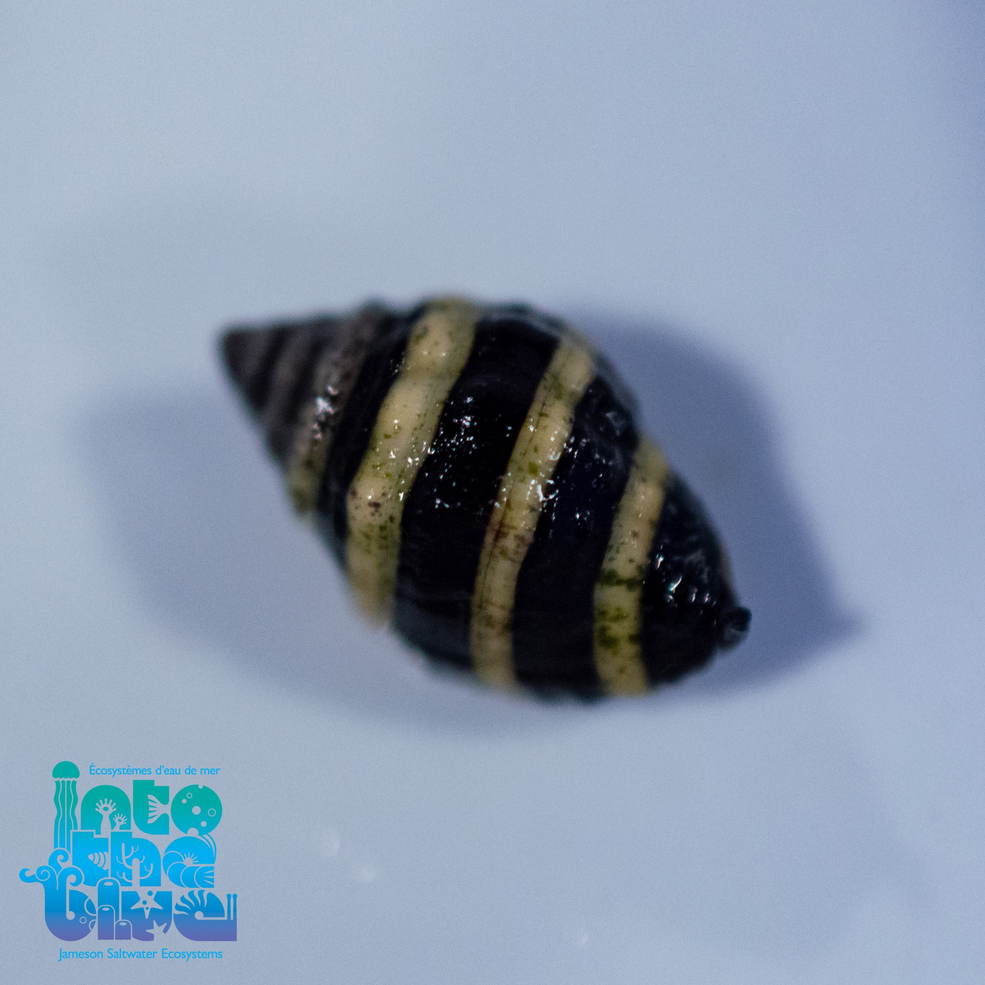 Bumble Bee Snail