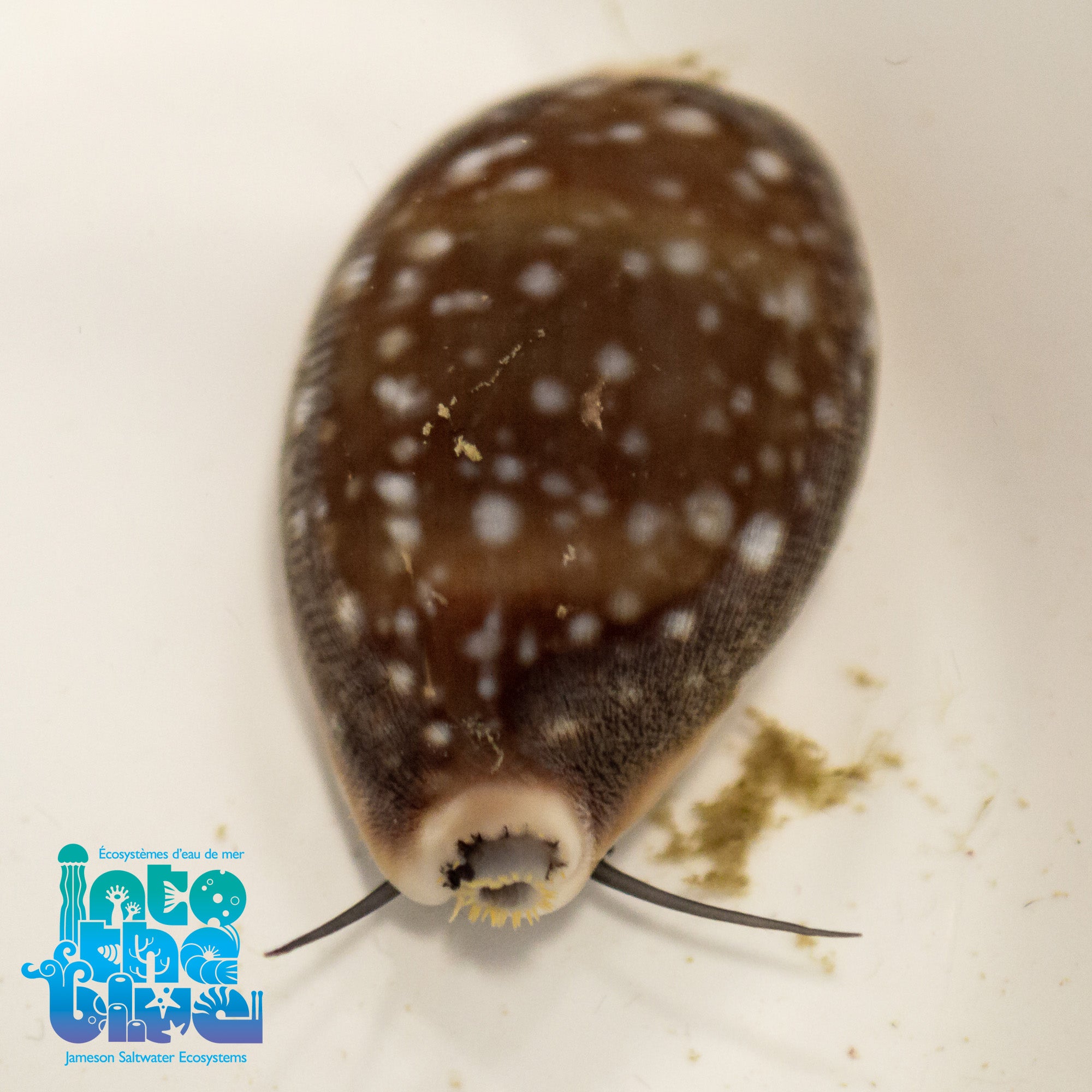 Spotted Cowrie Snail