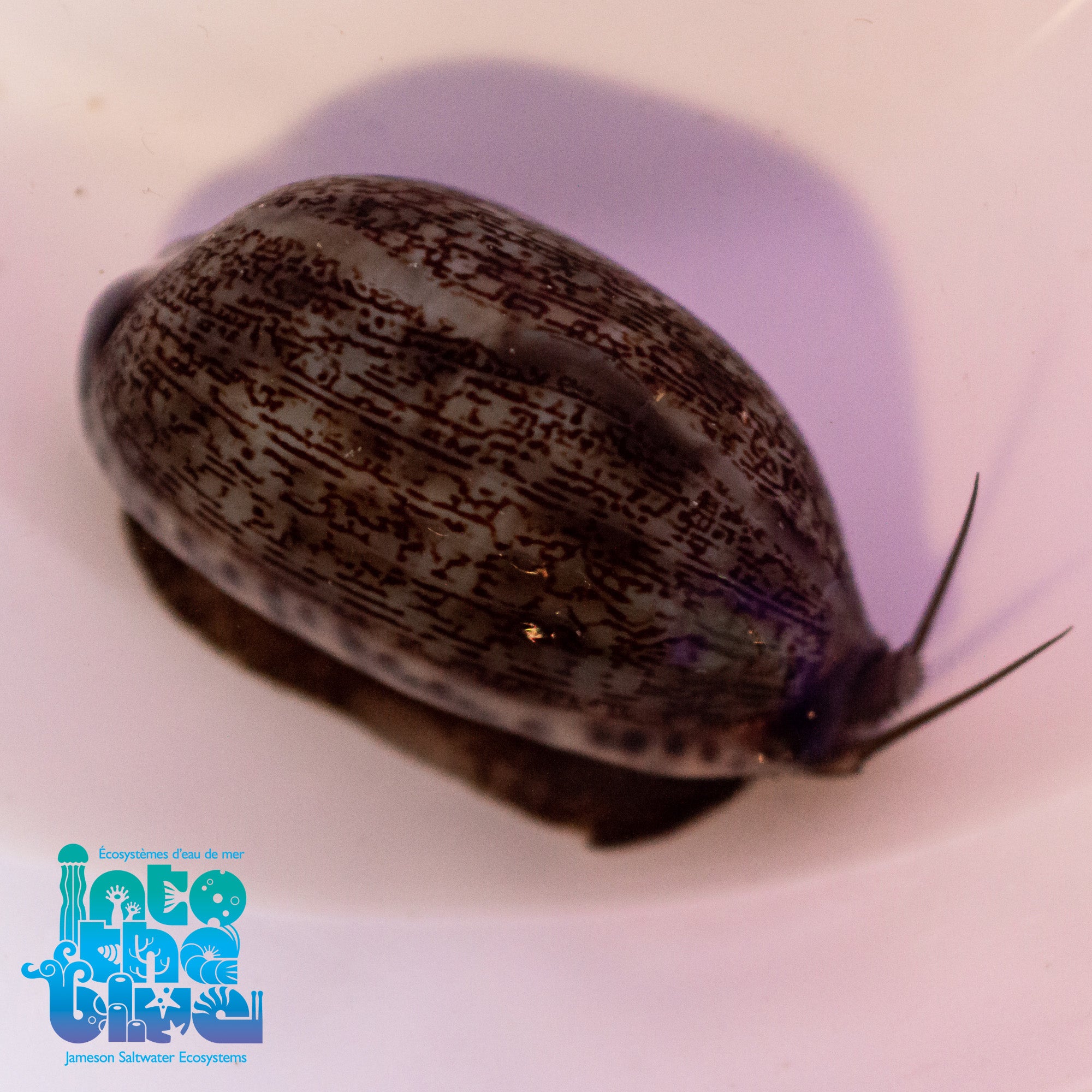 Splendid Cowrie Snail
