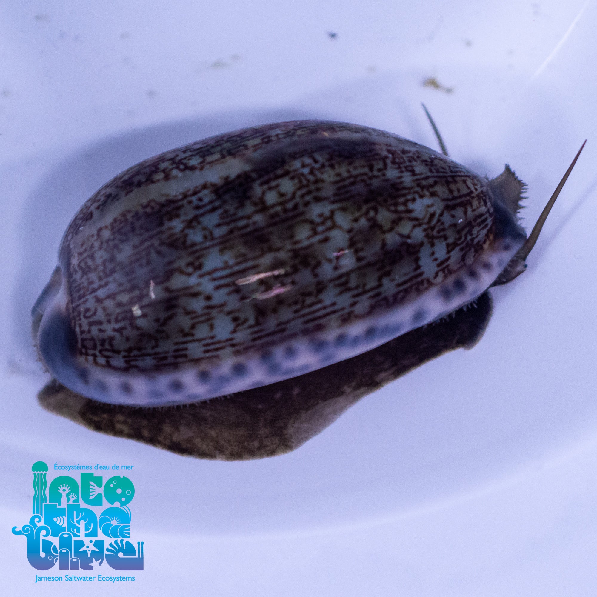Splendid Cowrie Snail