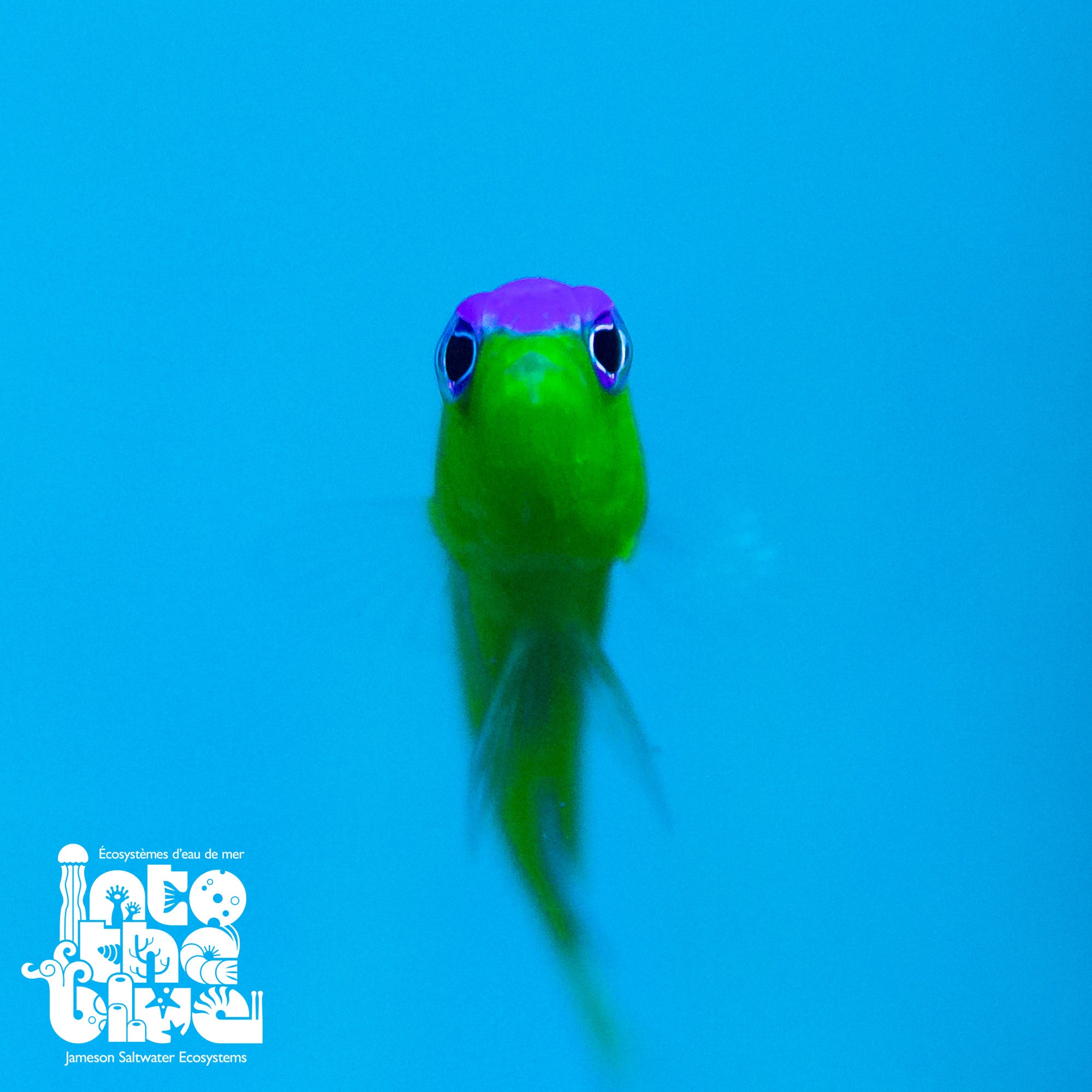 Diadema Dottyback