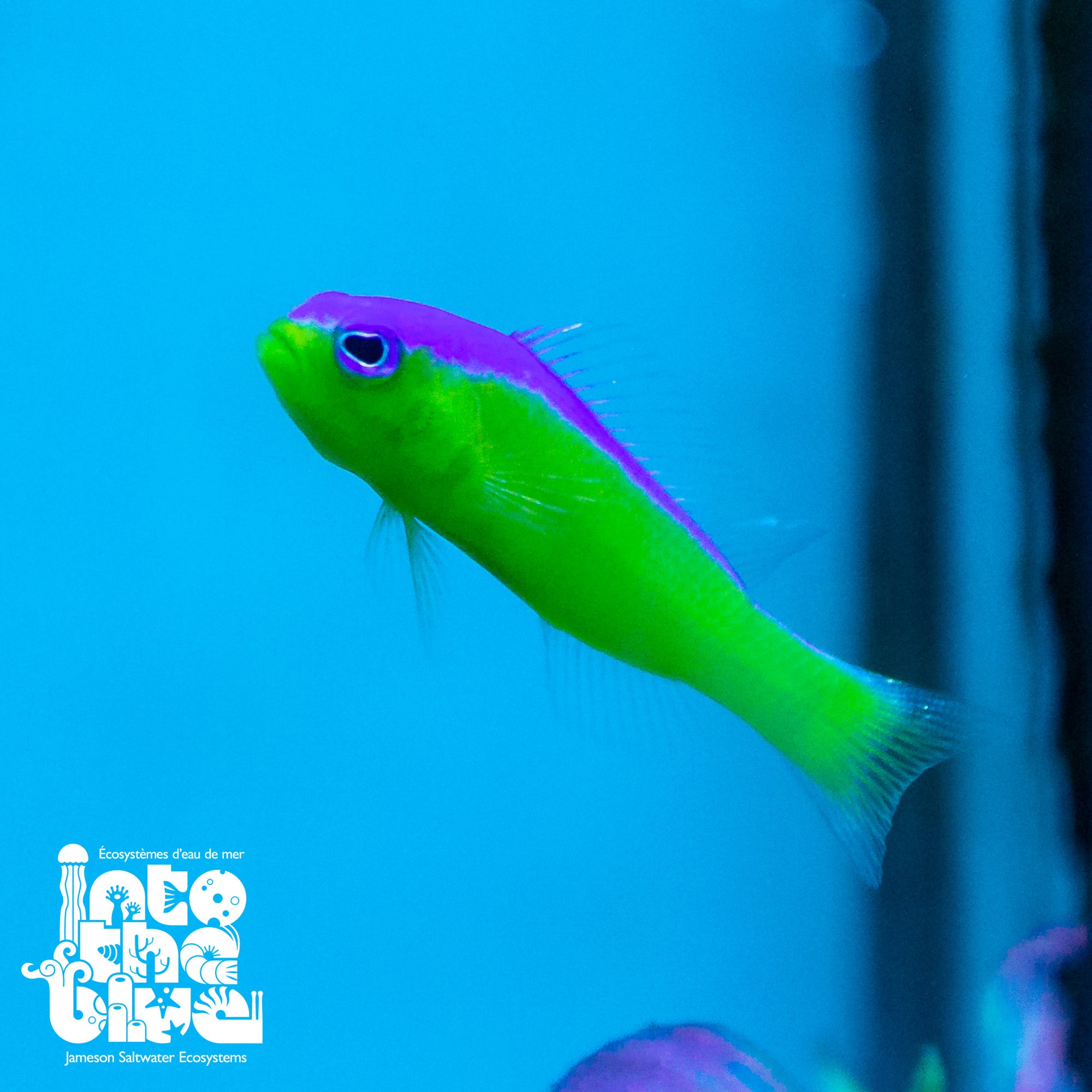 Diadema Dottyback