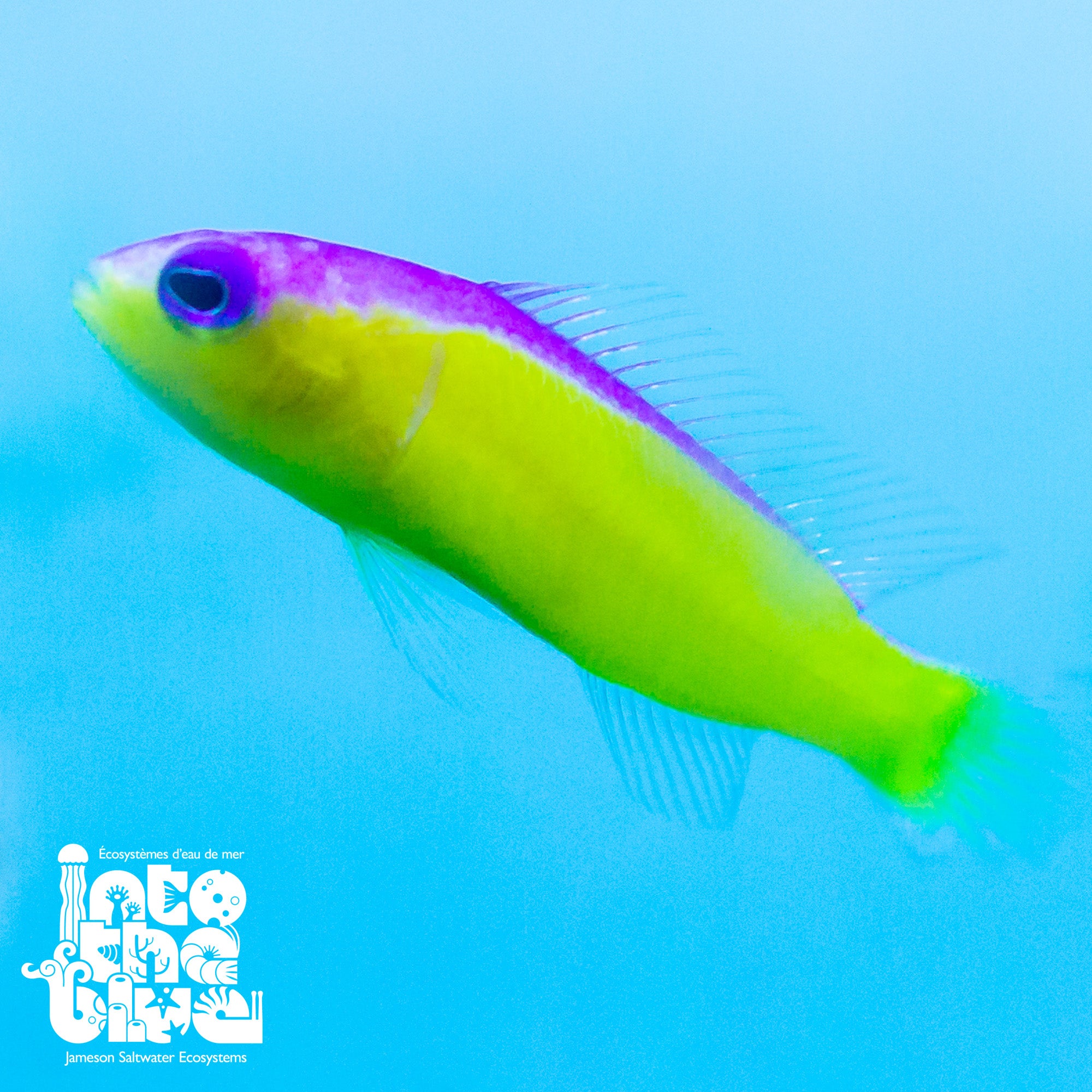 Diadema Dottyback