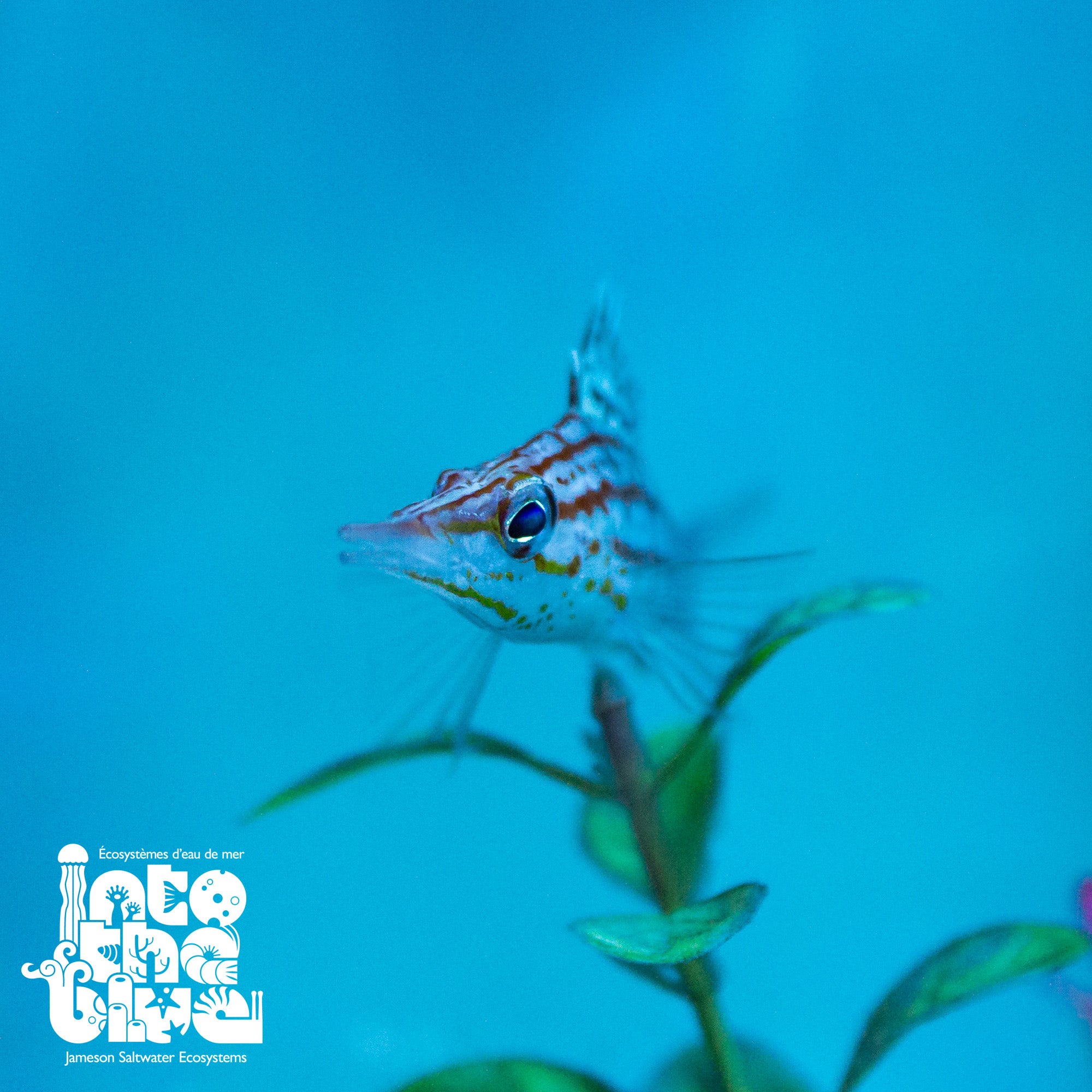 Longnose Hawkfish