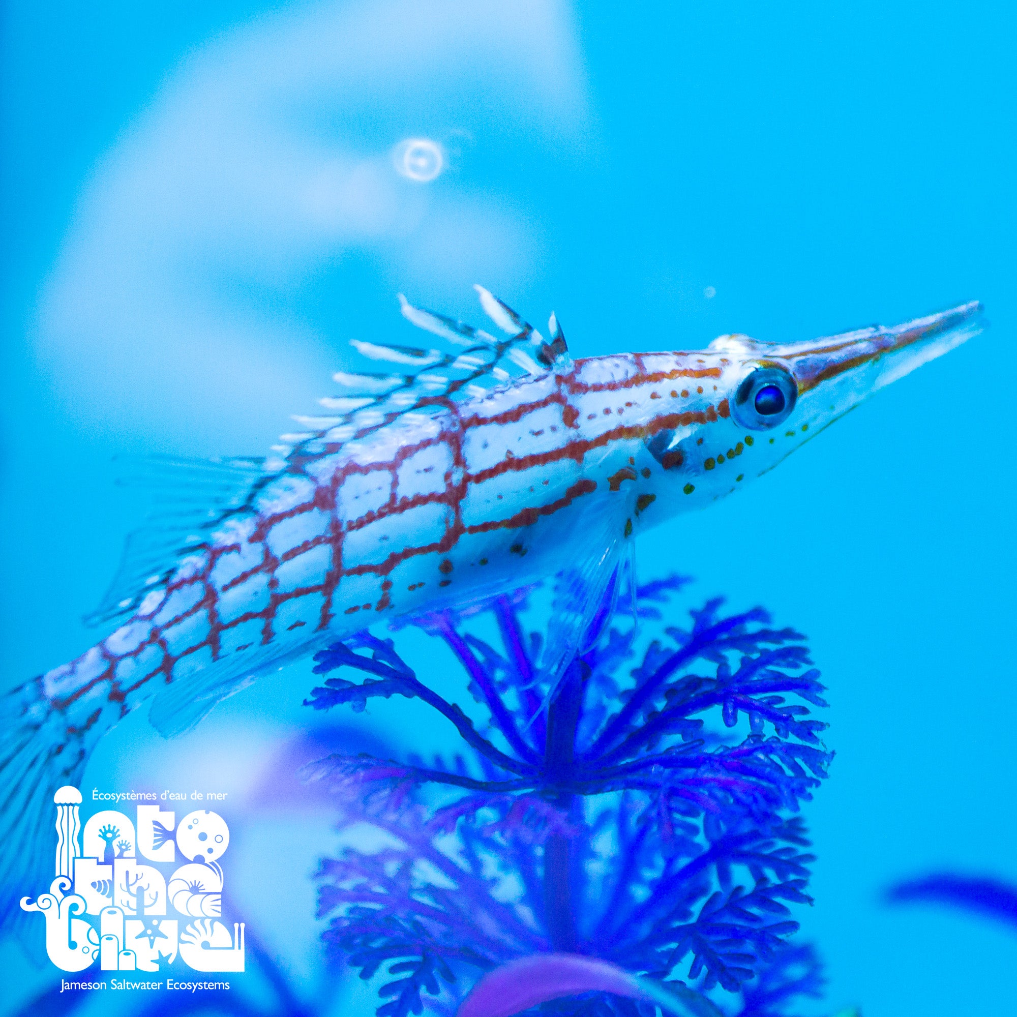 Longnose Hawkfish