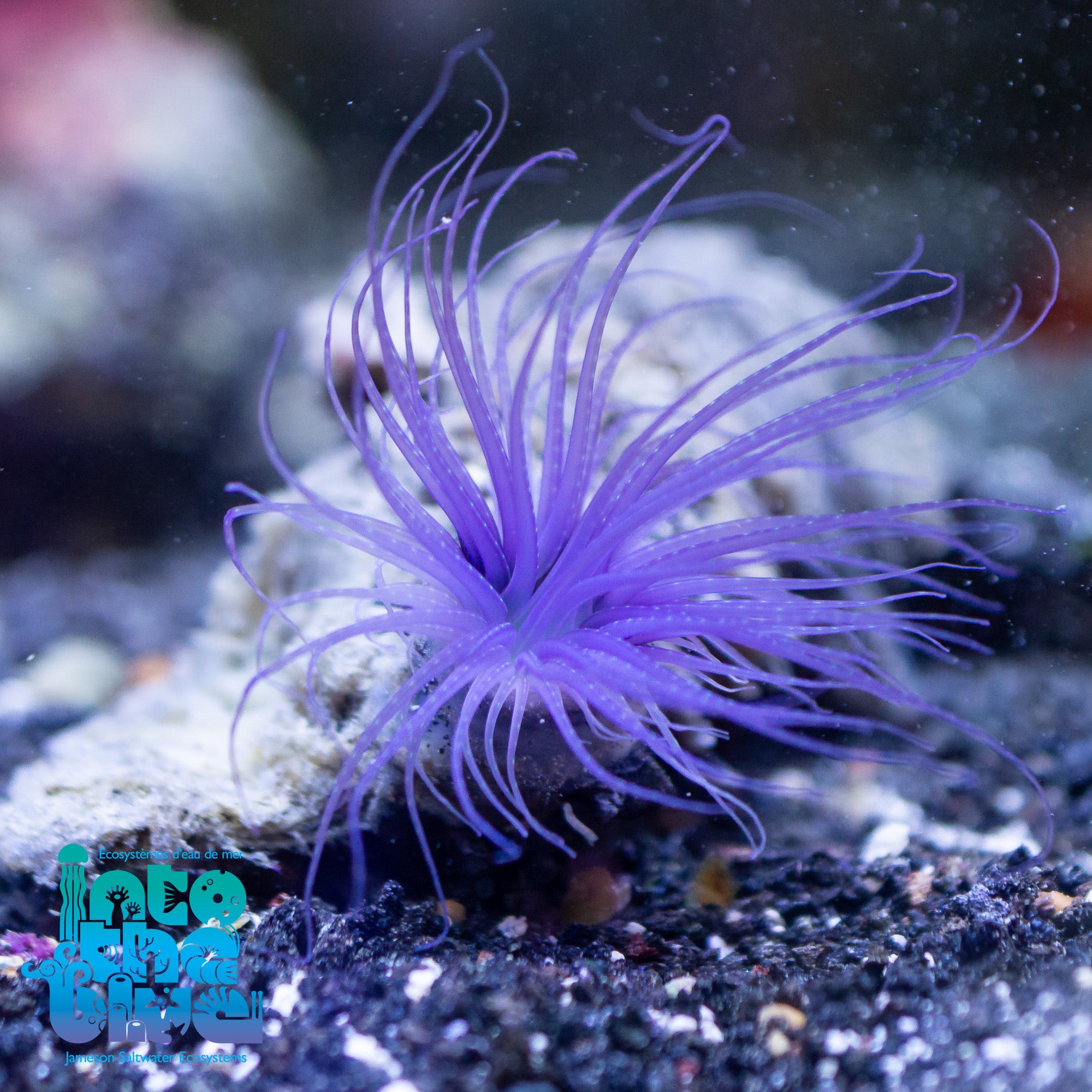 Tube Anemone | Pachycerianthus magnus