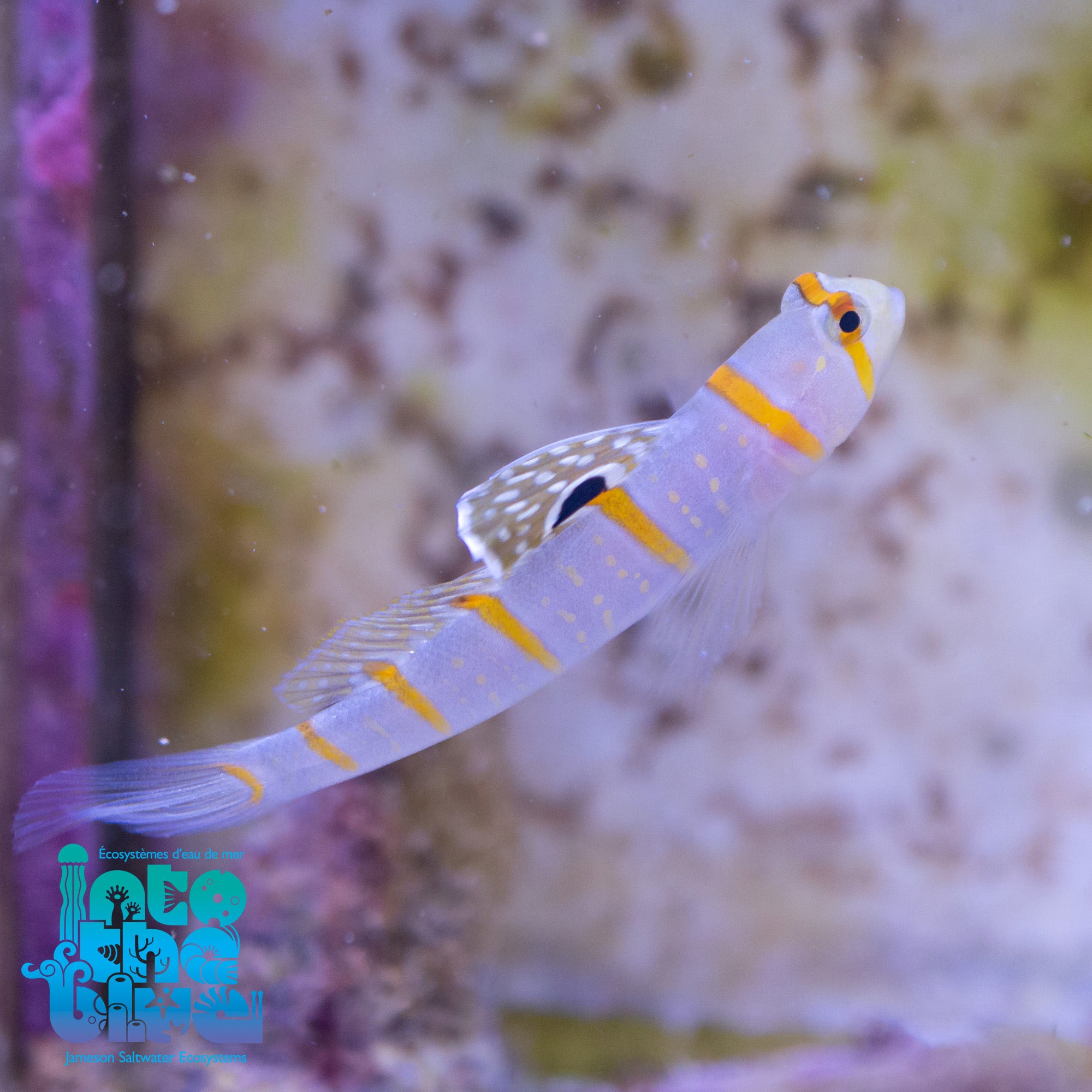 Randall's Prawn Goby