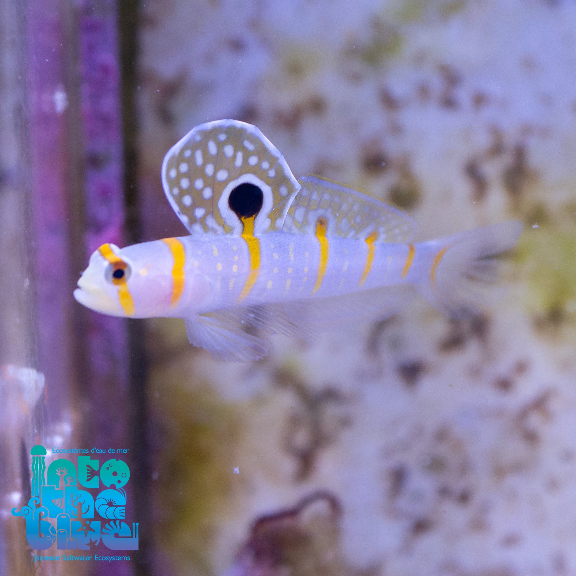 Randall's Prawn Goby