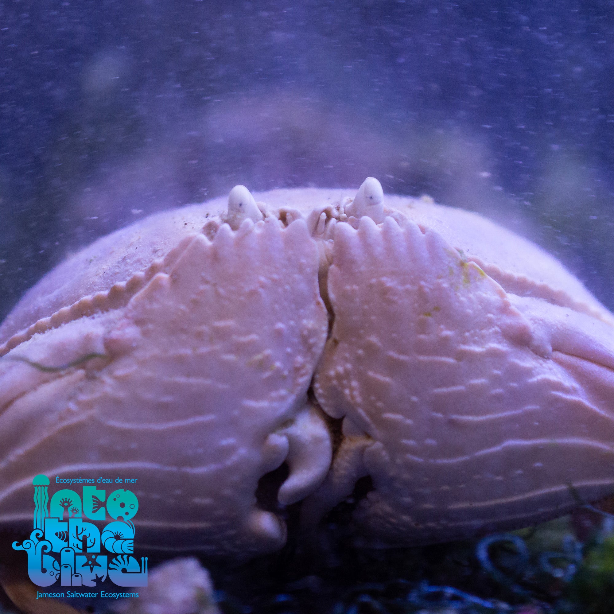Smooth Shameface Crab