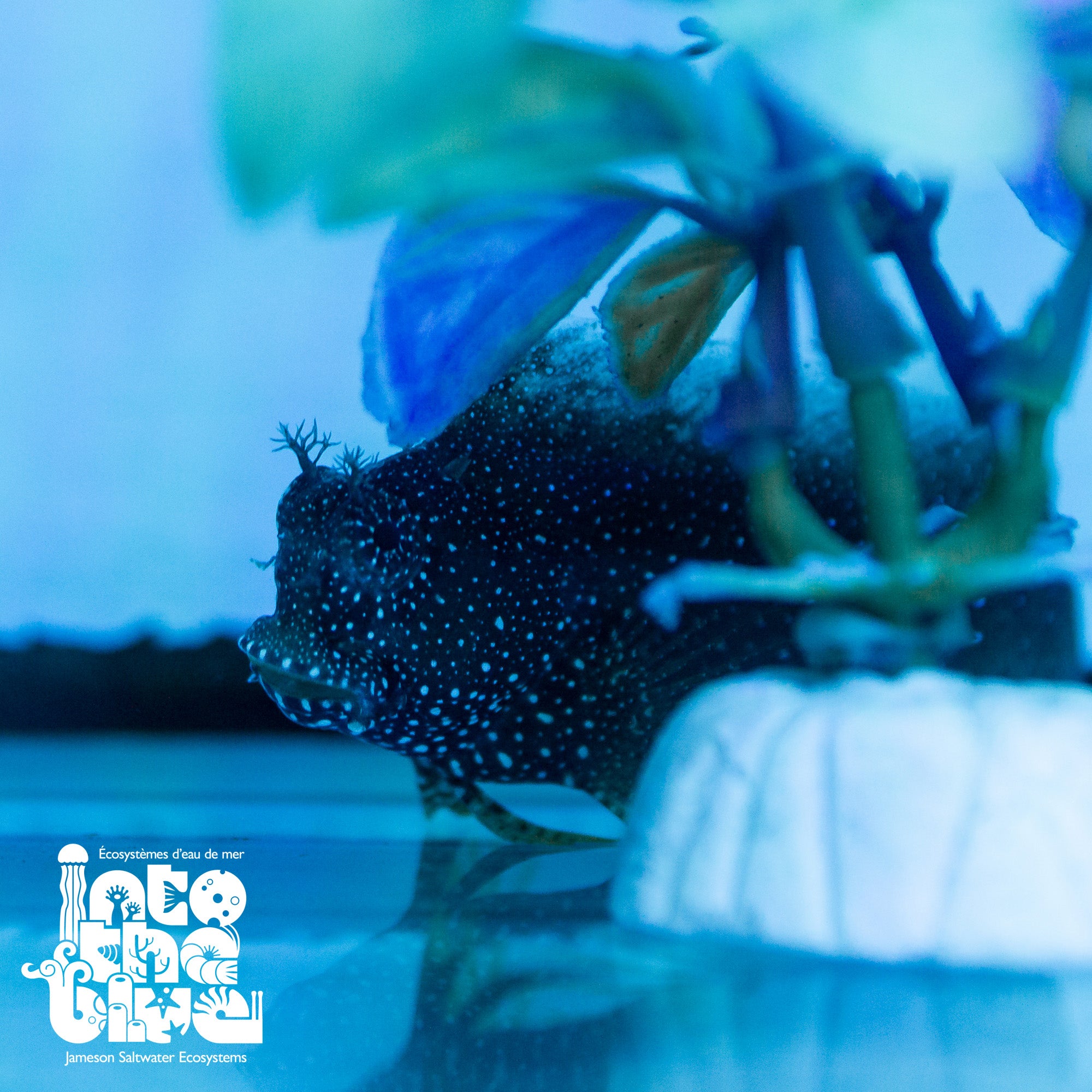 Starry Blenny