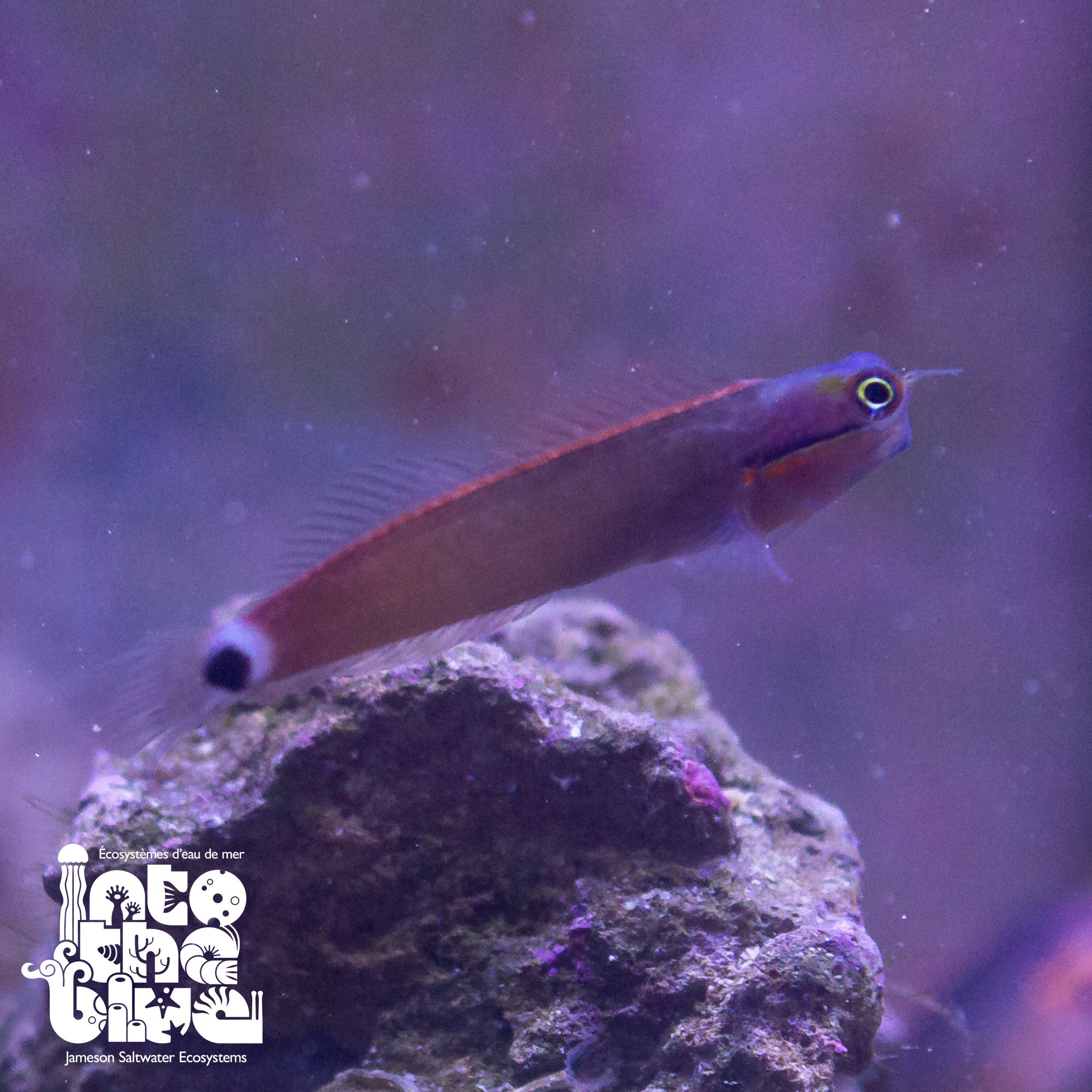 Tail Spot Blenny