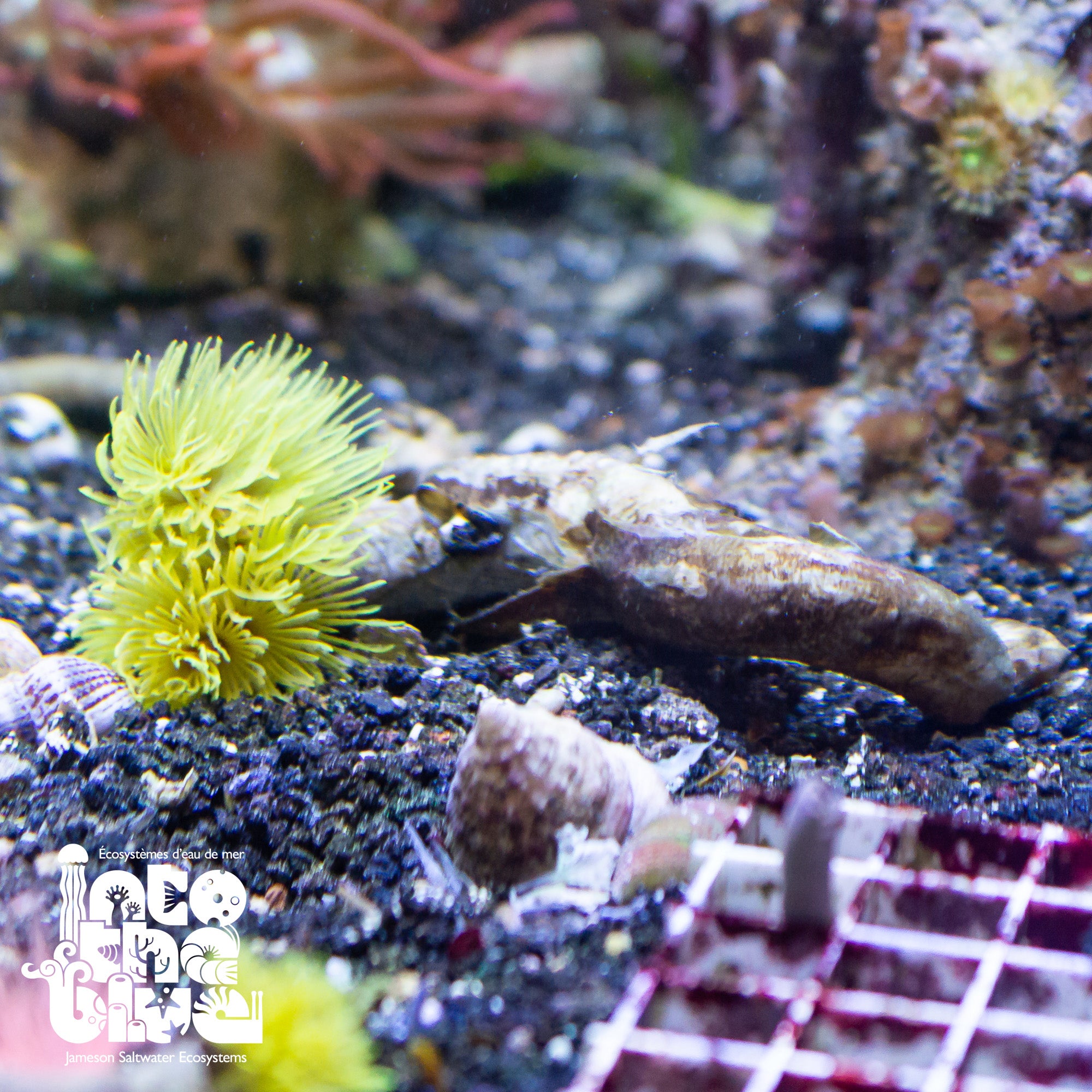 Tube Worm | Feather Duster
