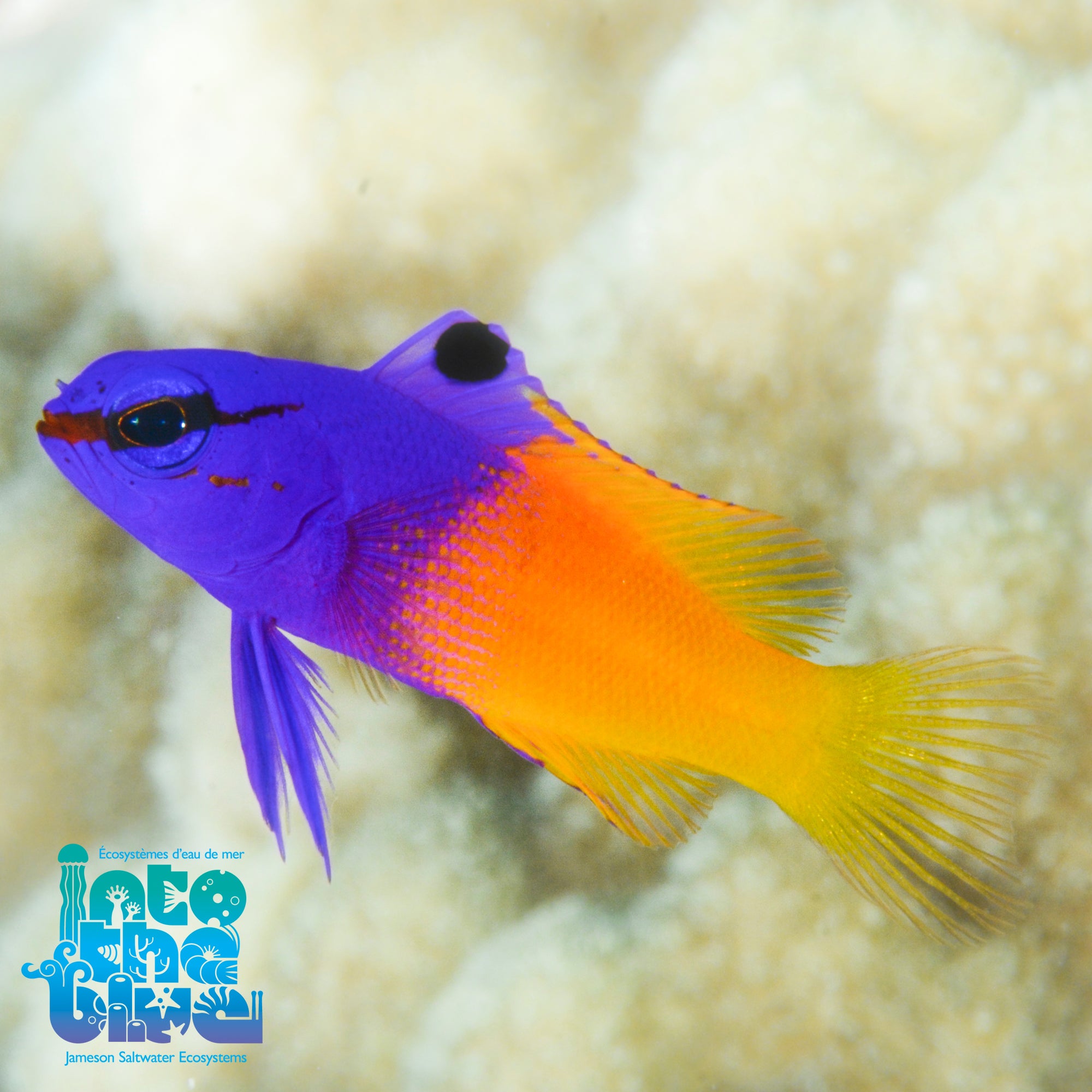 Royal Gramma Basslet