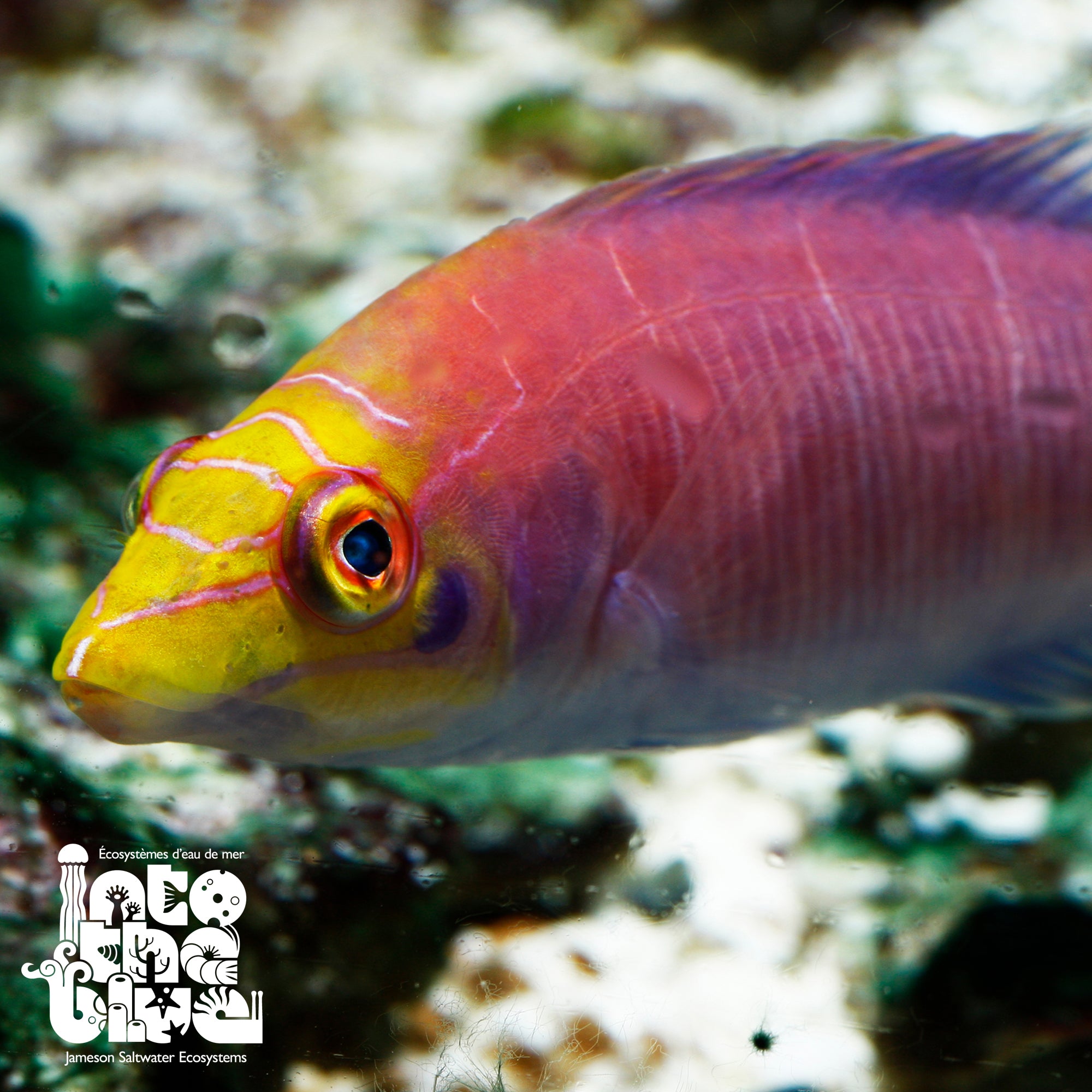 Mystery Wrasse