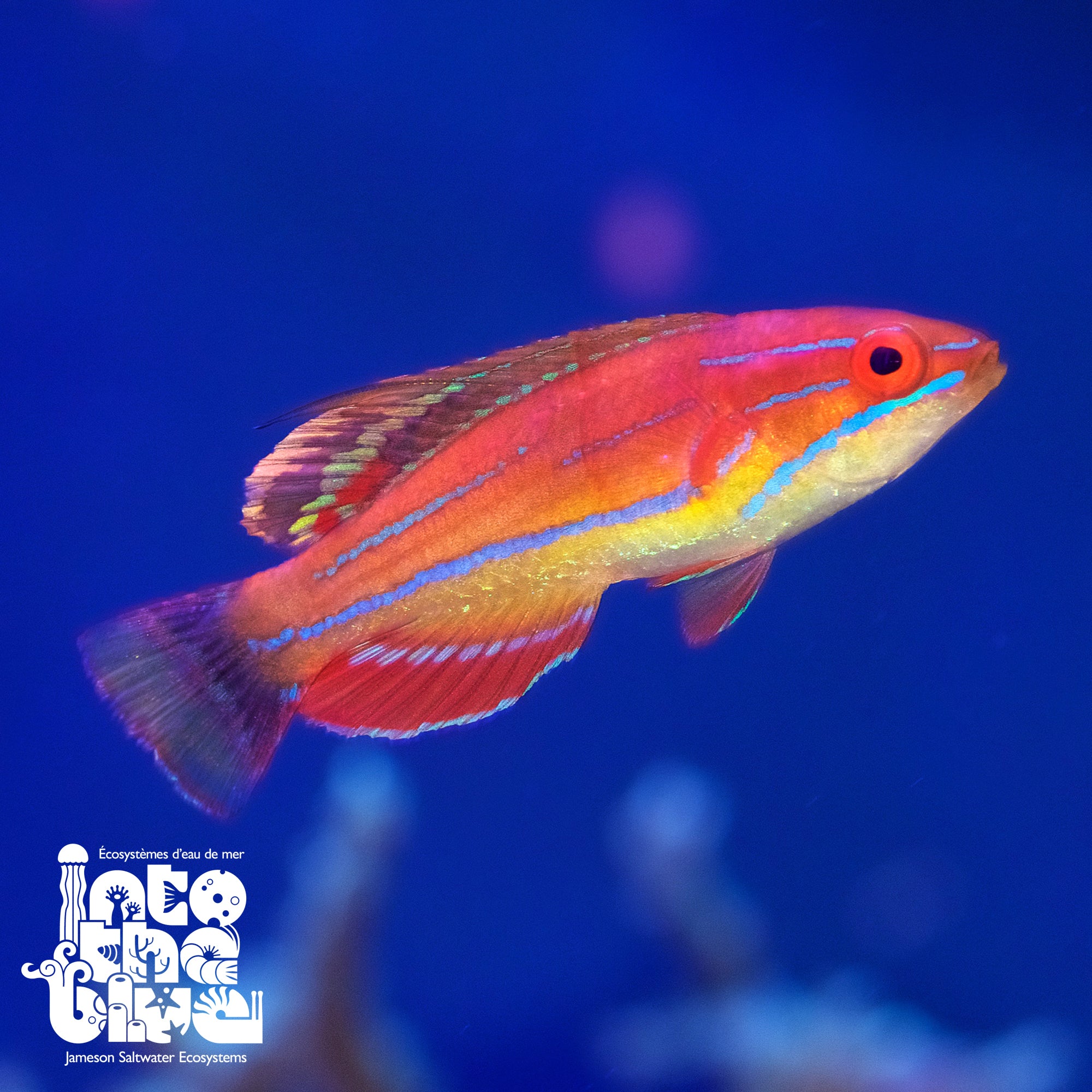 Yellow Flanked Fairy Wrasse – Canada Corals