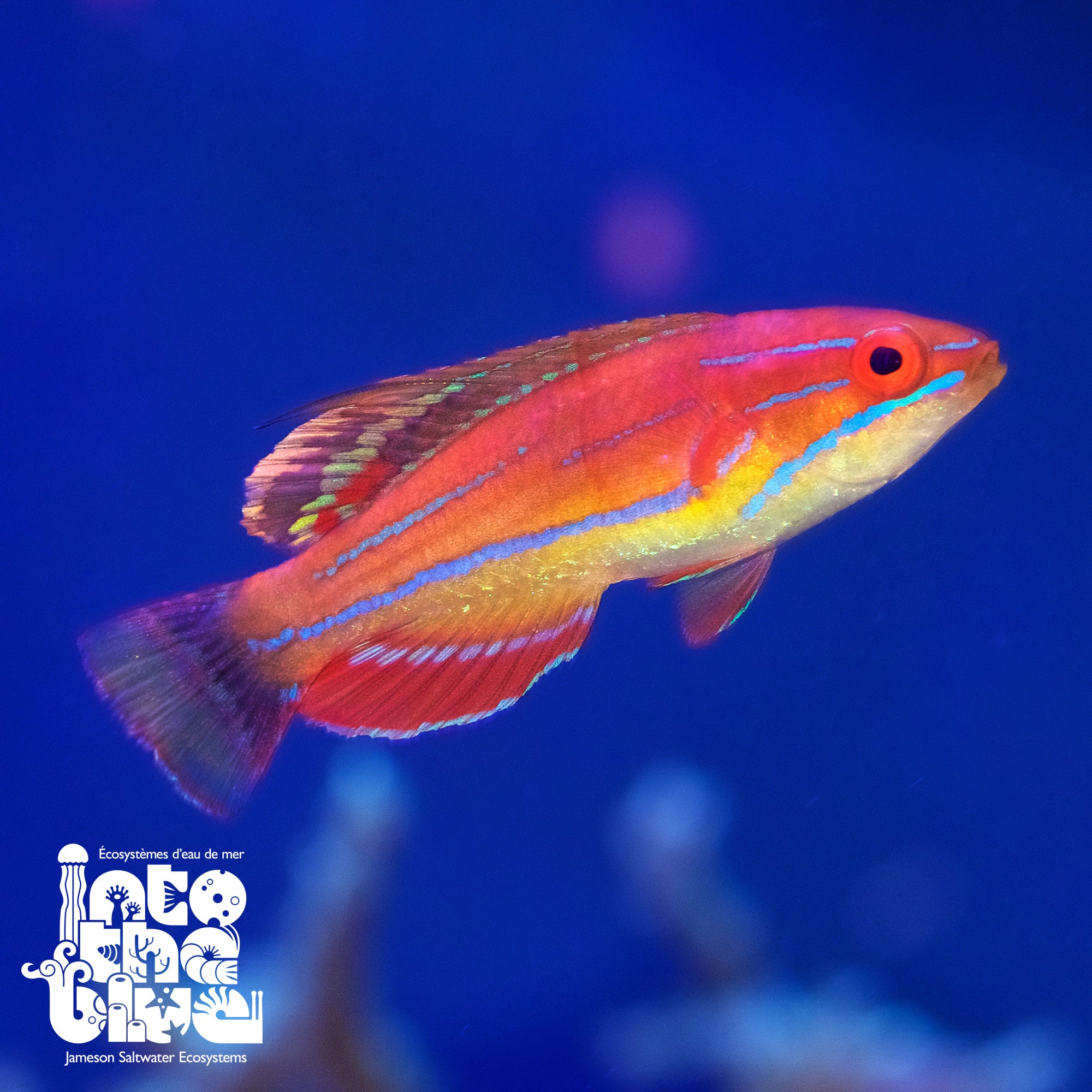Carpenter's Fairy Wrasse - Male
