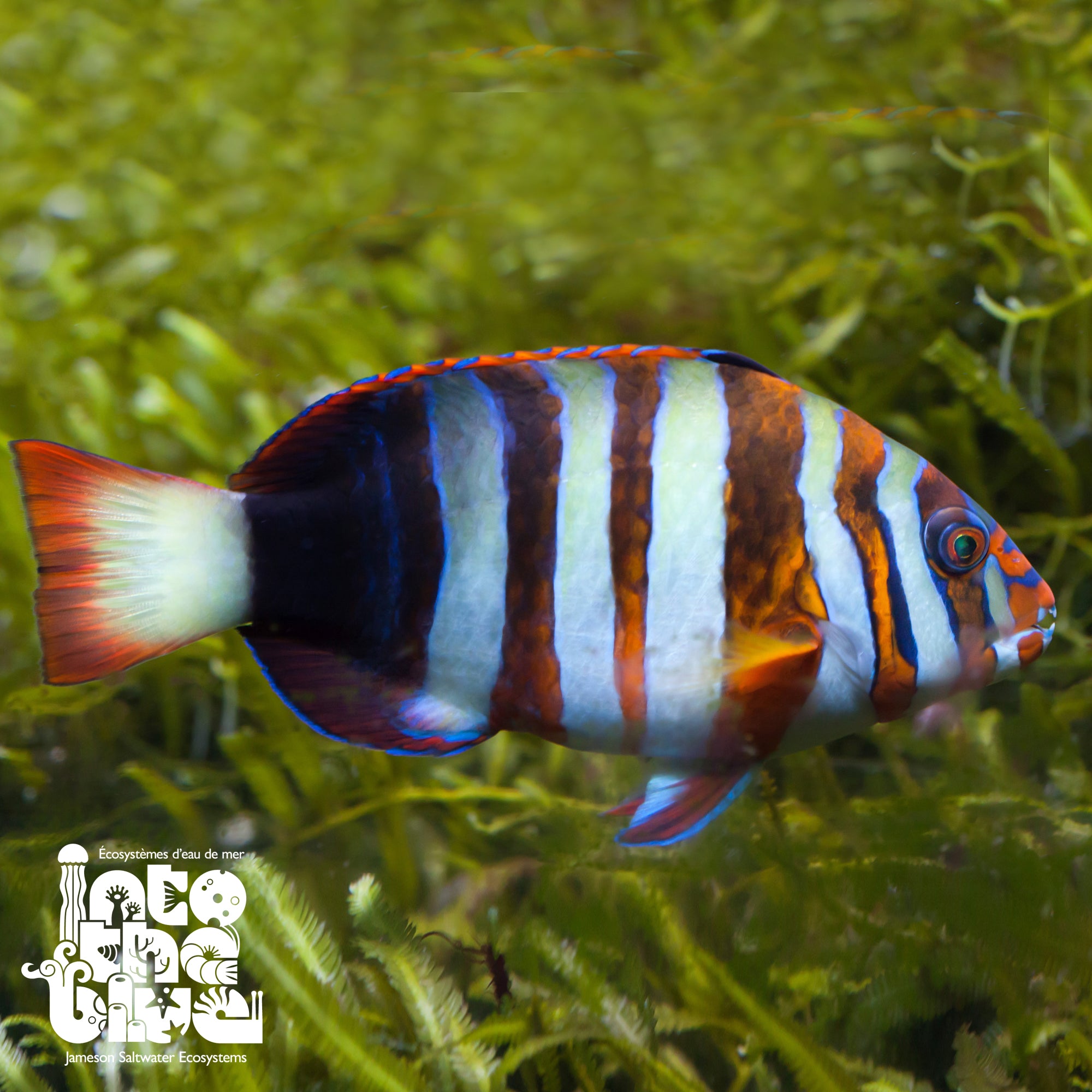 Harlequin Tusk (Aus.)