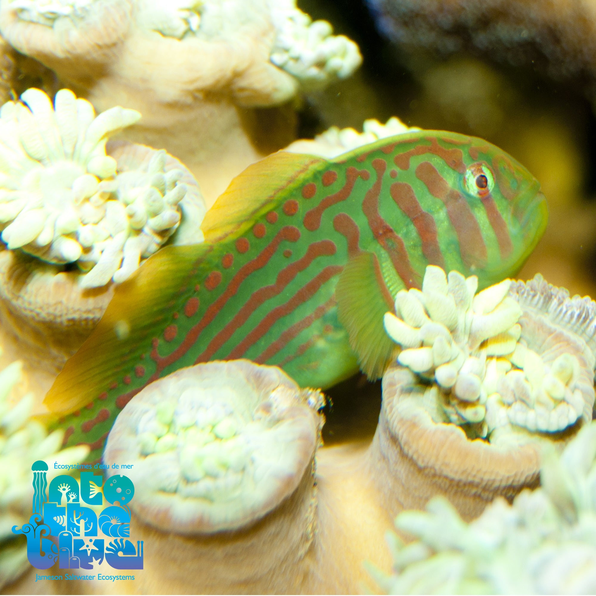 Green Clown Goby