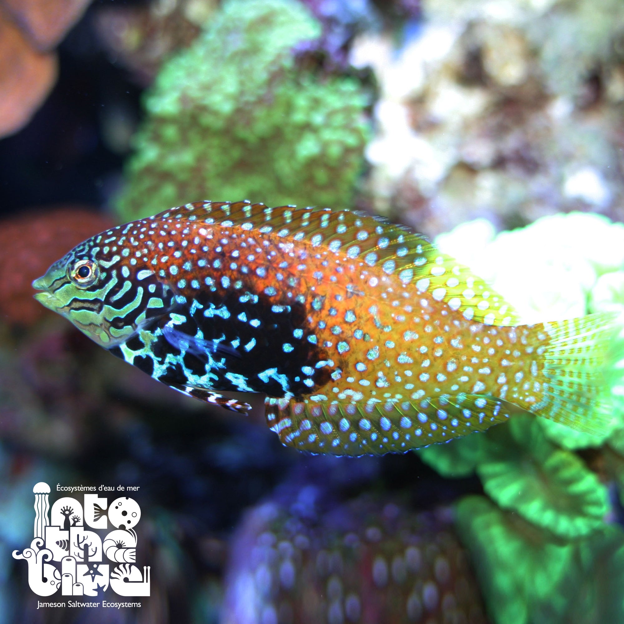Blue Star Leopard Wrasse