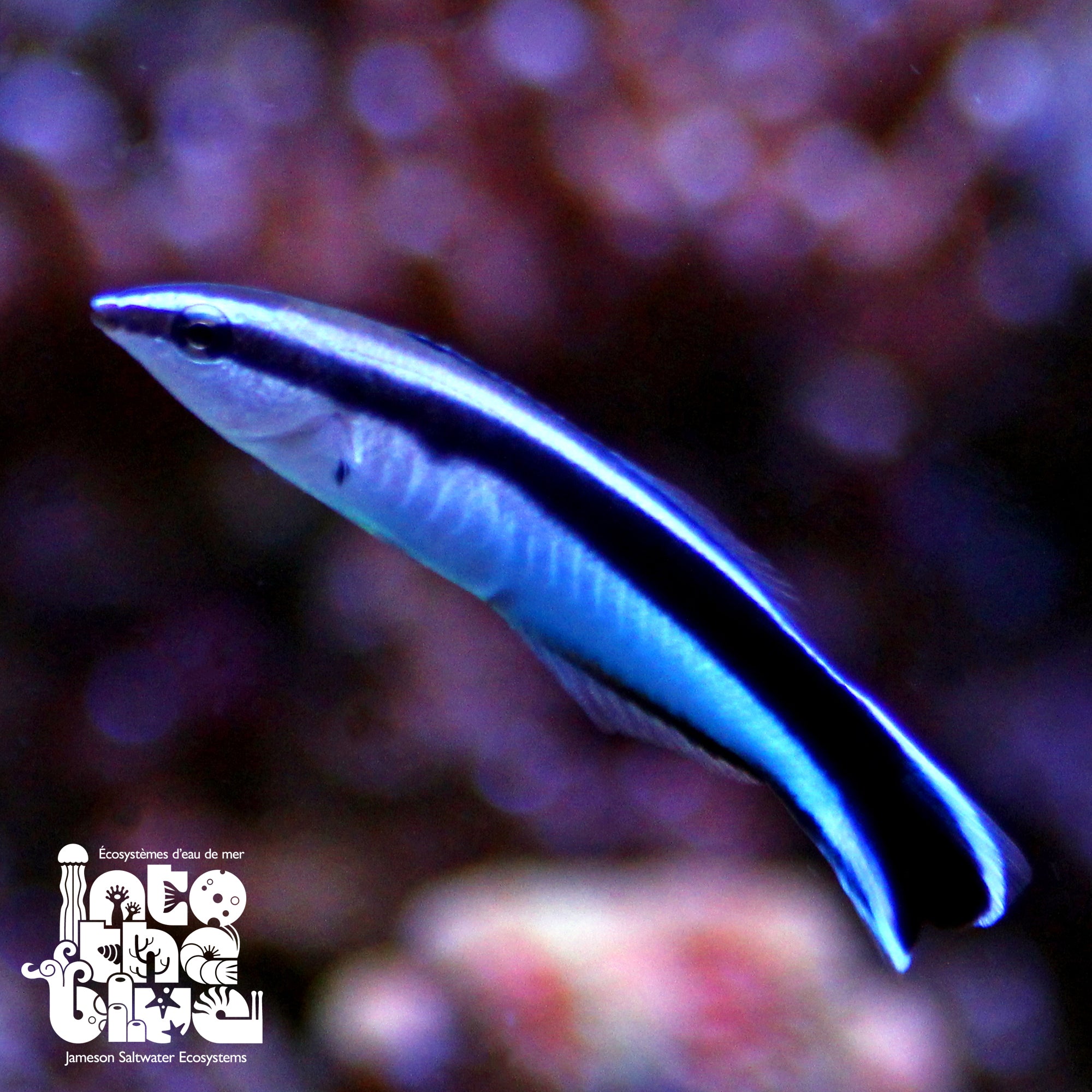 Bluestreak Cleaner Wrasse