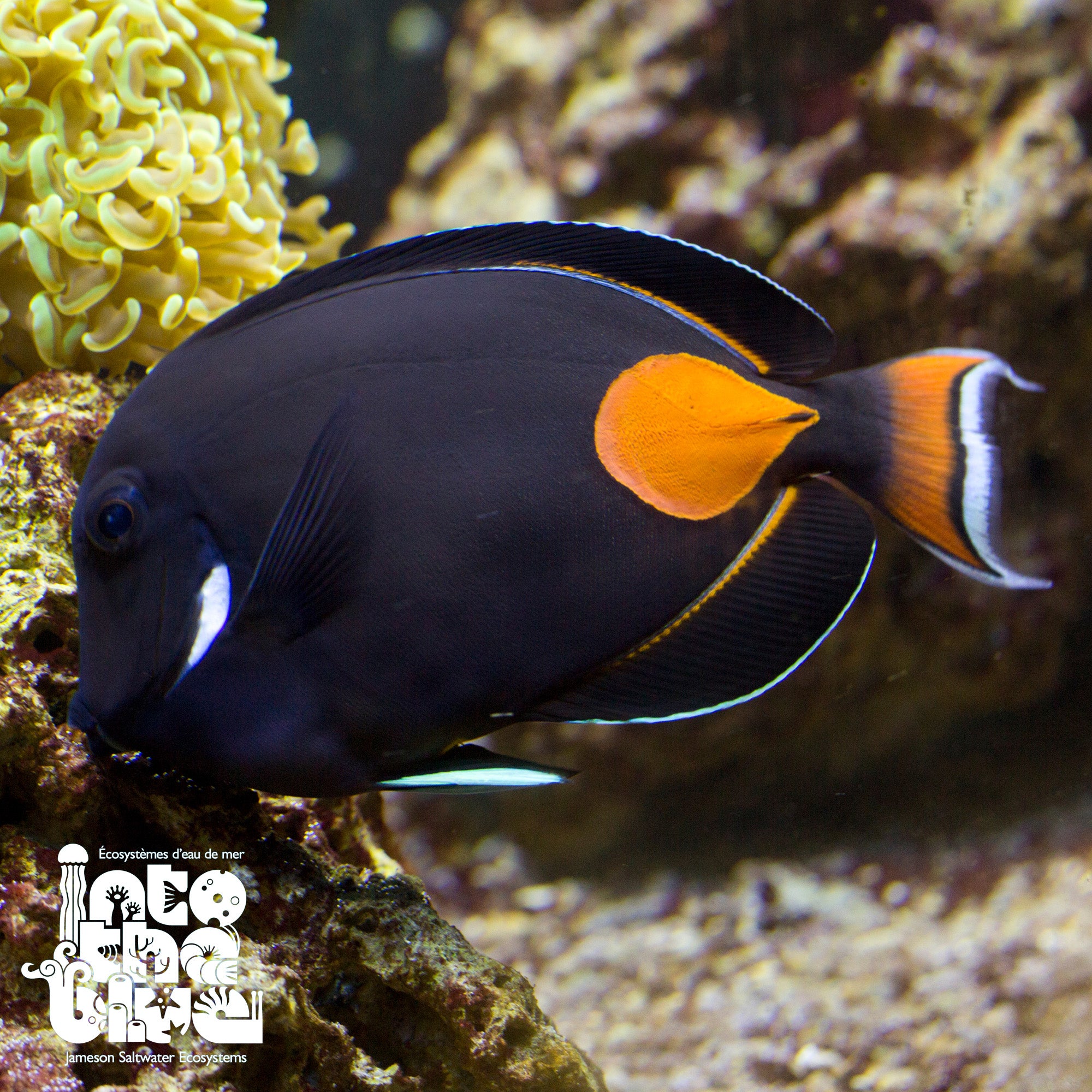 Achilles Tang