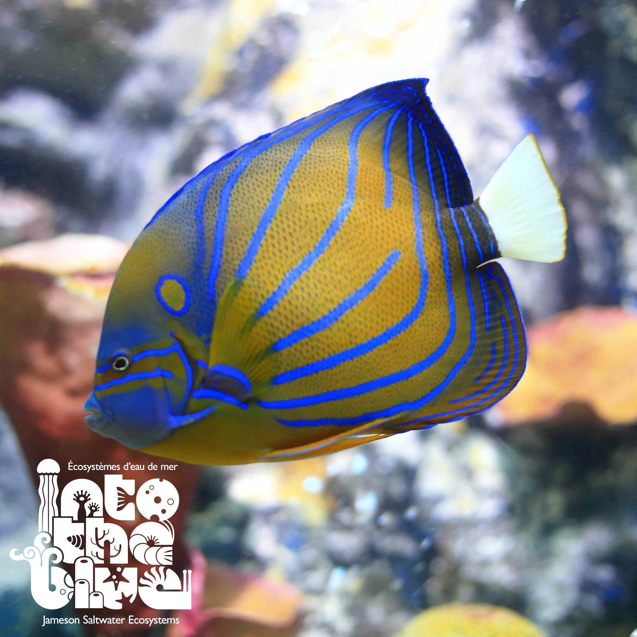 Annularis Angelfish