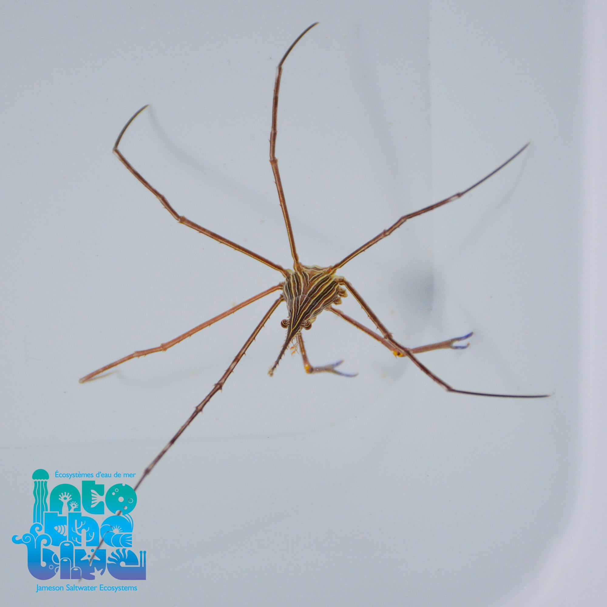 Arrow Crab