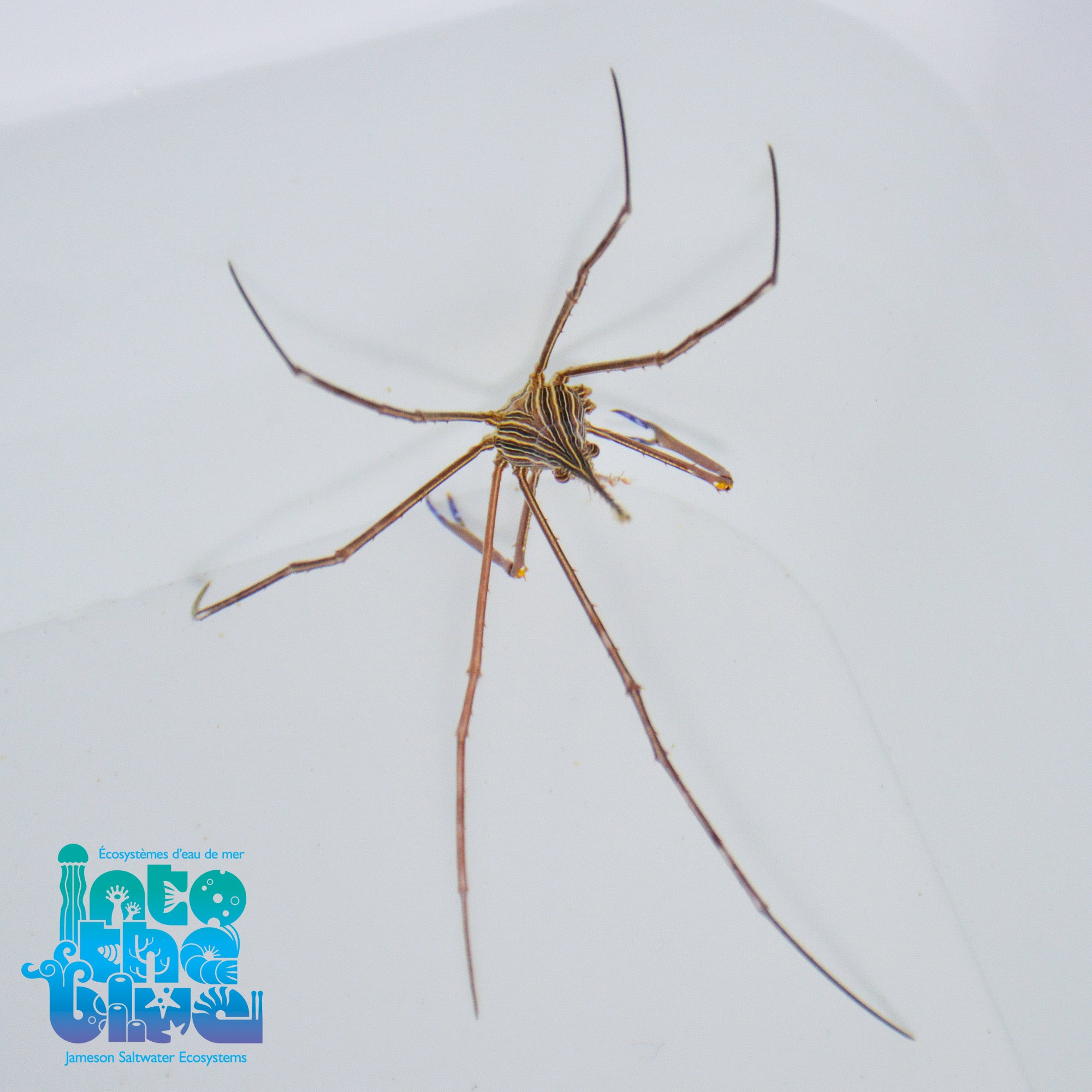 Arrow Crab