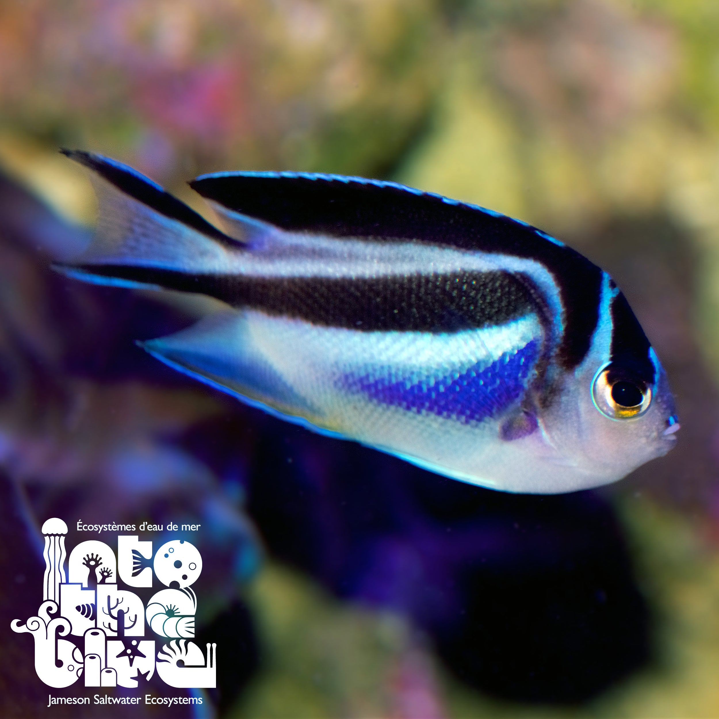 Bellus Angelfish