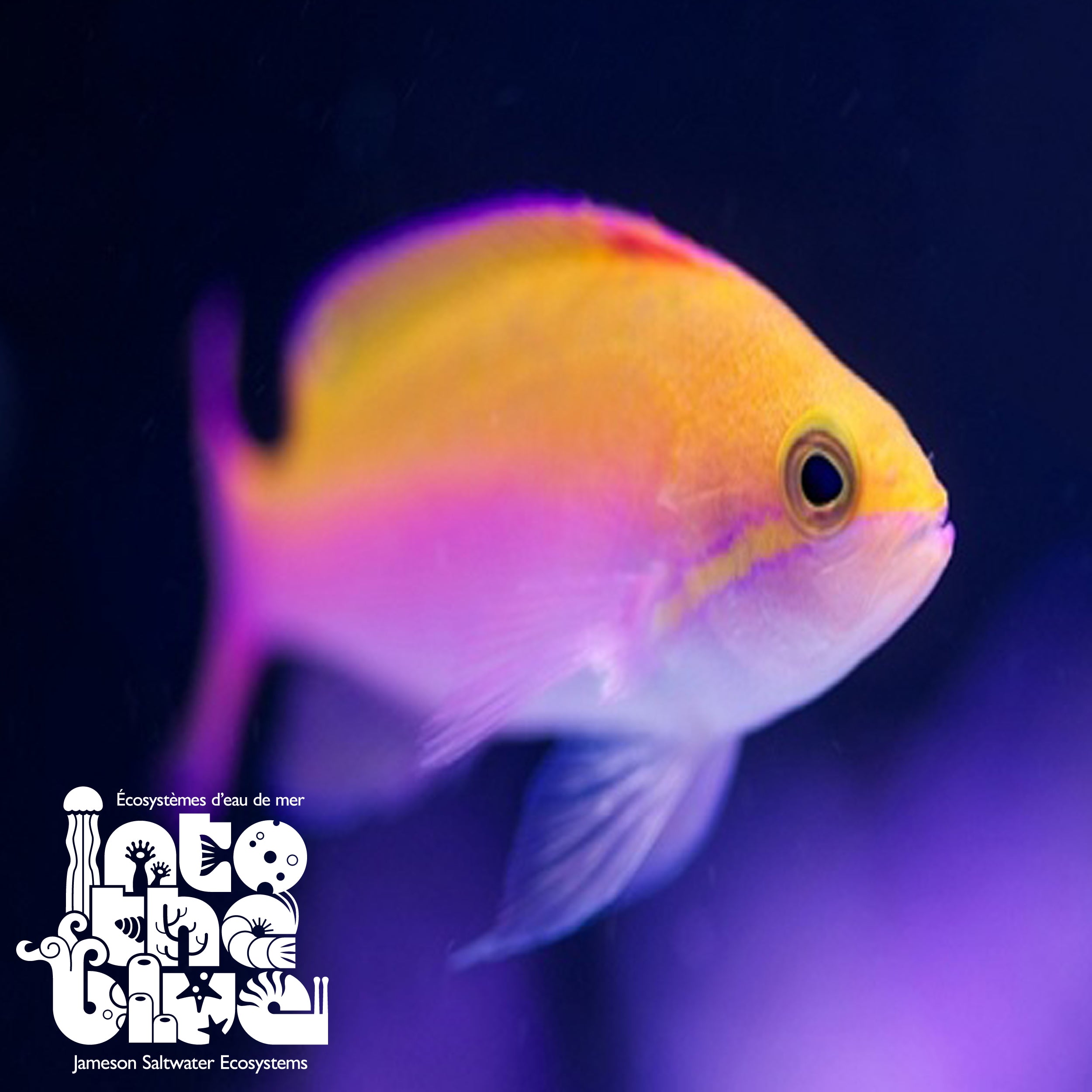 Bicolour Anthias