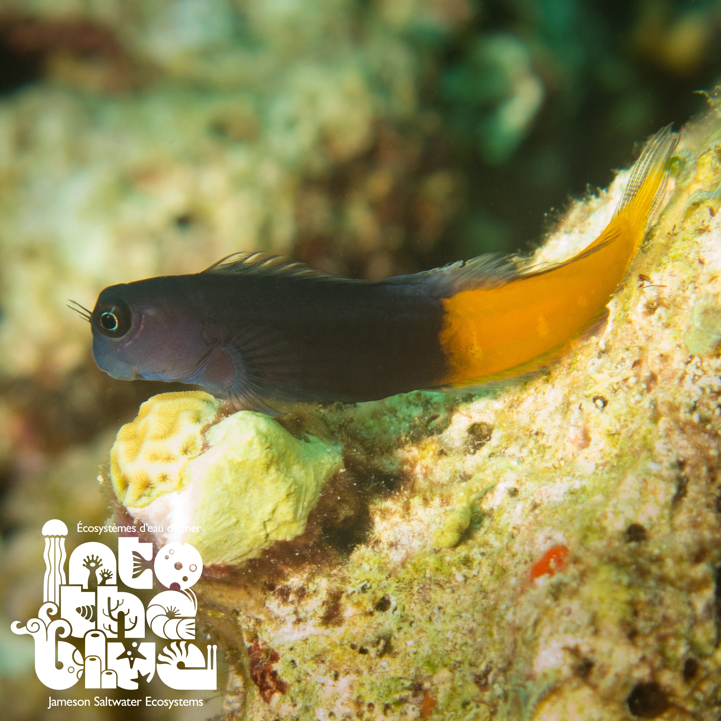 Bicolour Blenny
