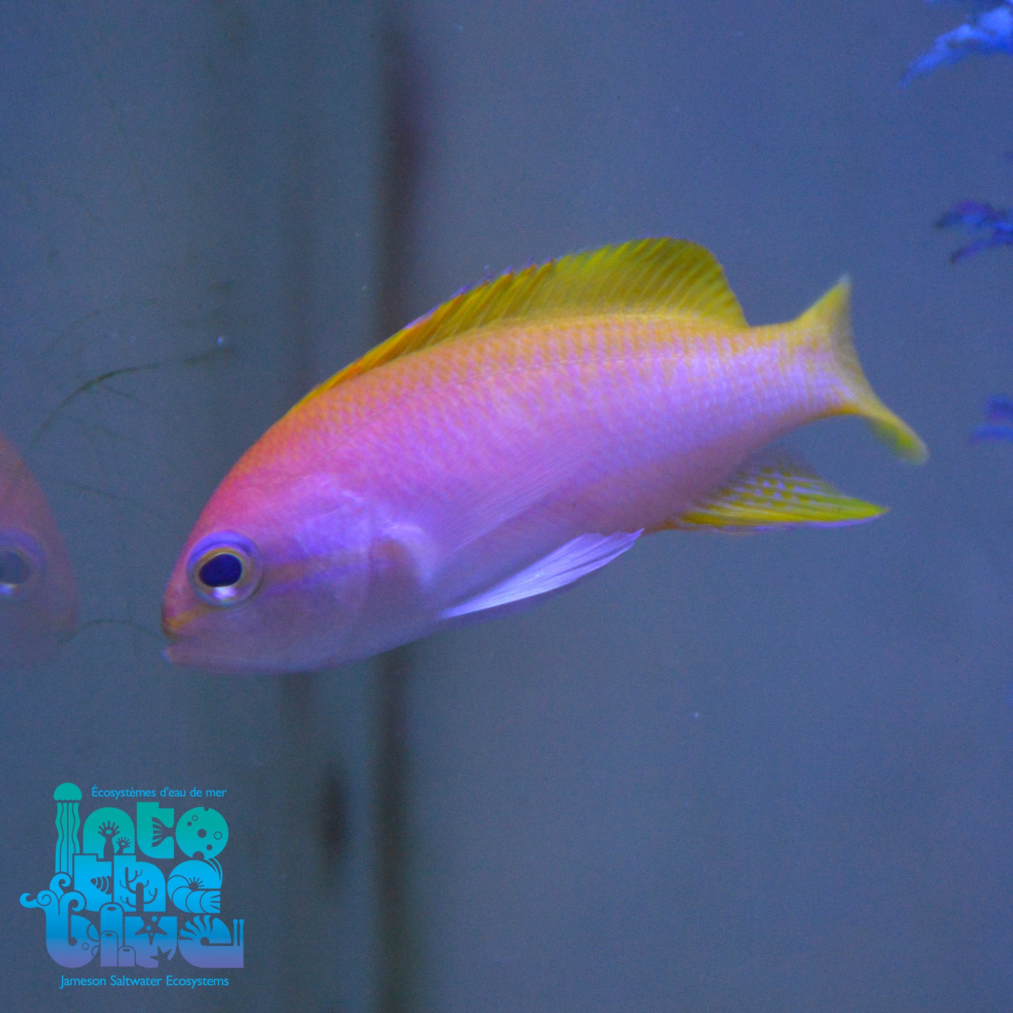 Bimaculatus Anthias