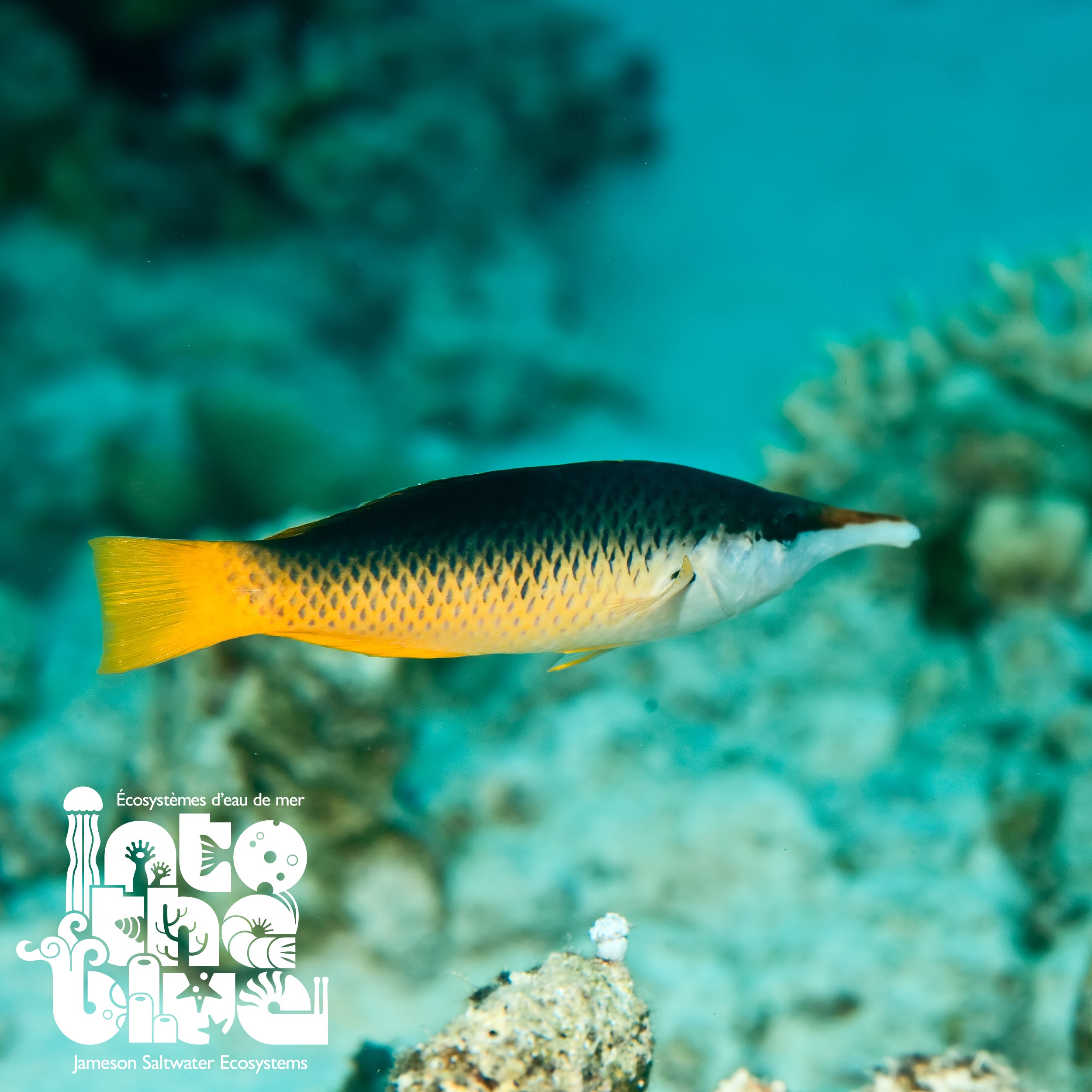 Female Bird Wrasse