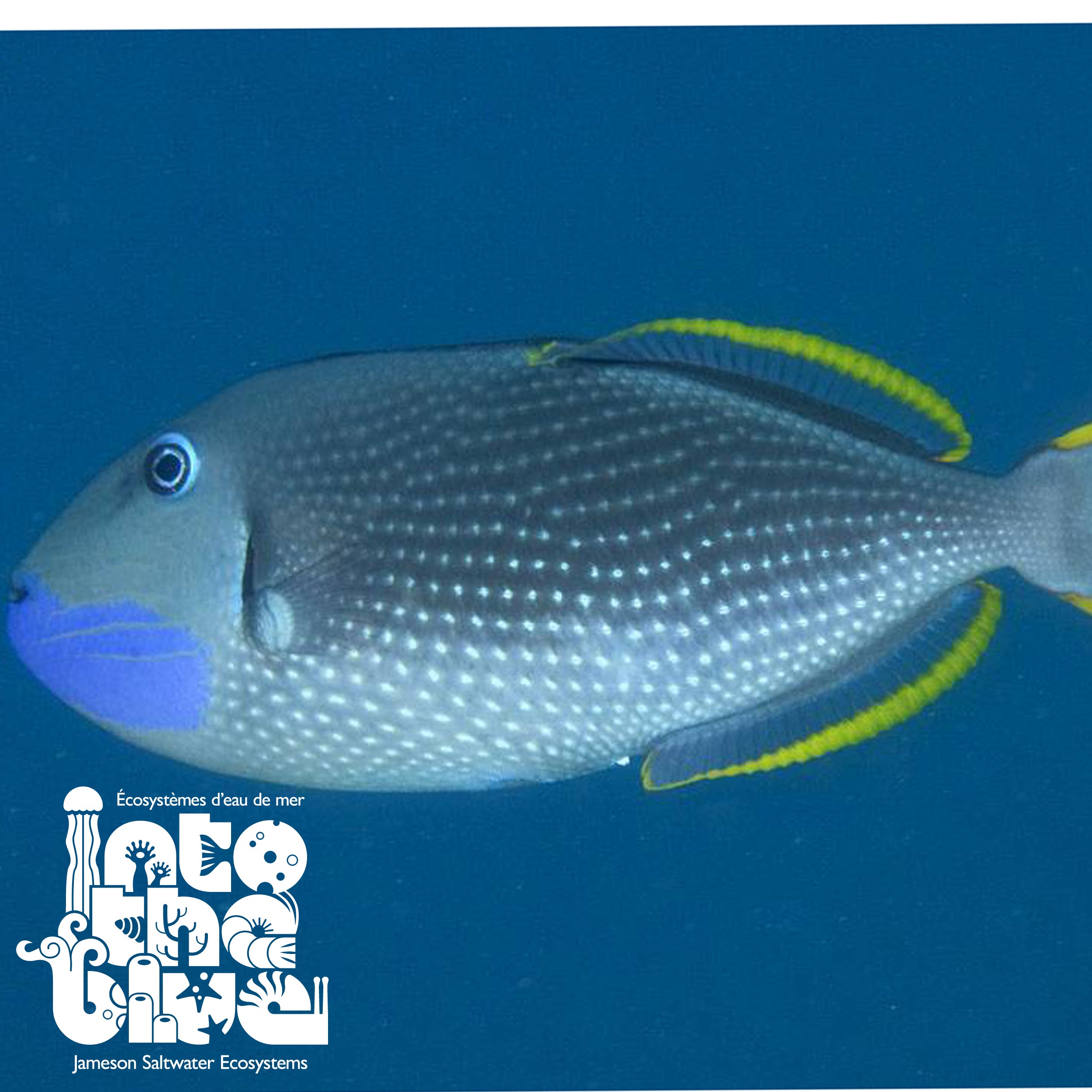 Blue Throat Triggerfish