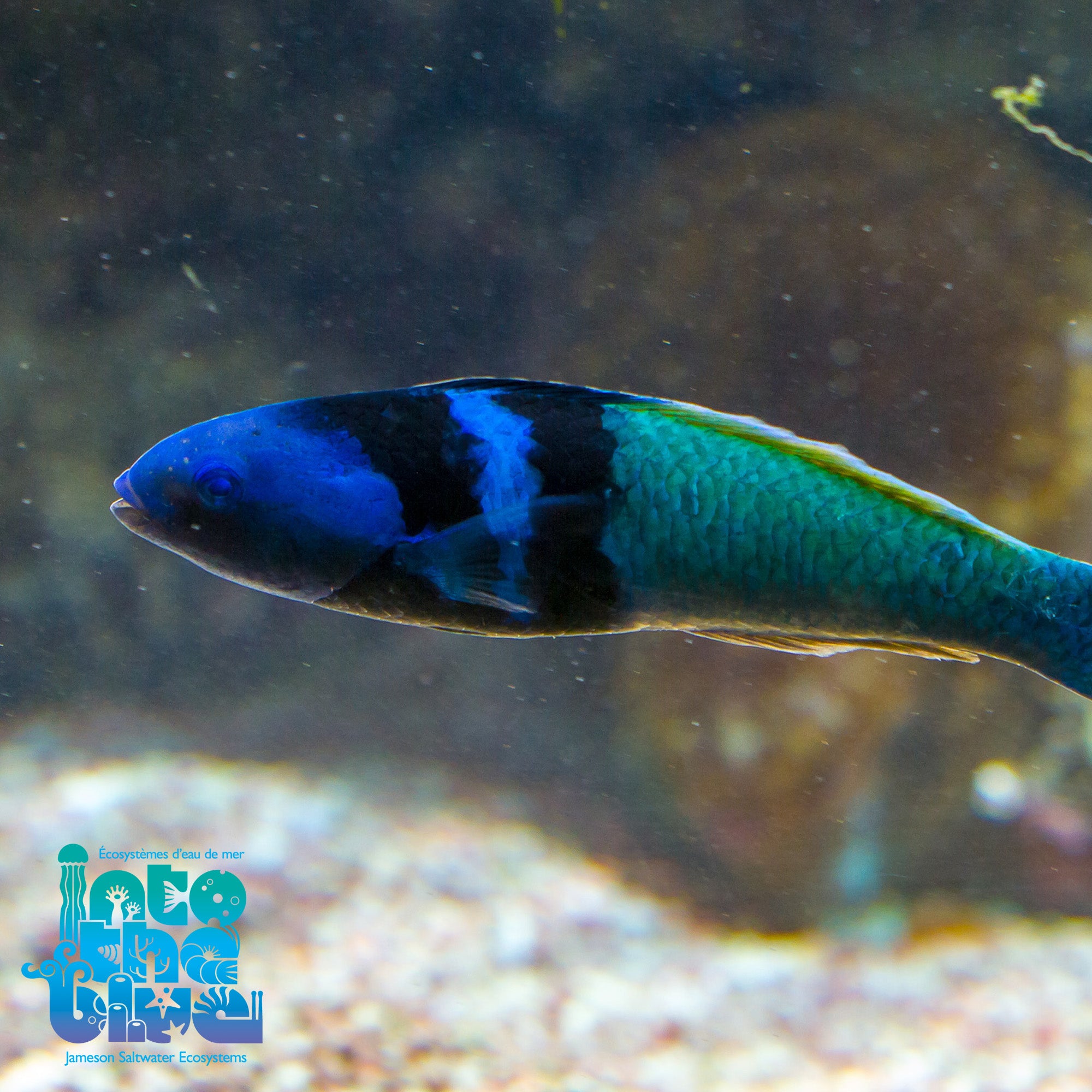 Bluehead Wrasse