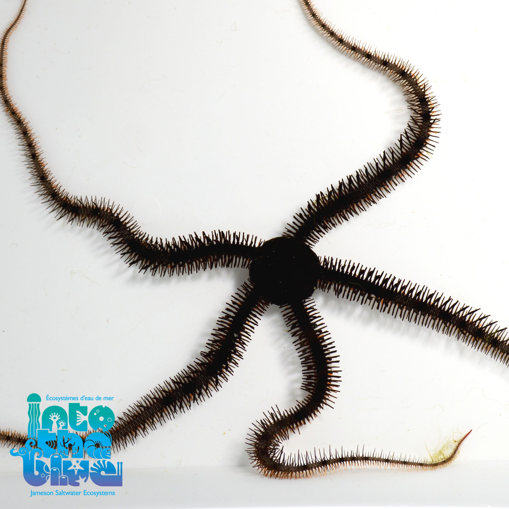 Brittle Seastar