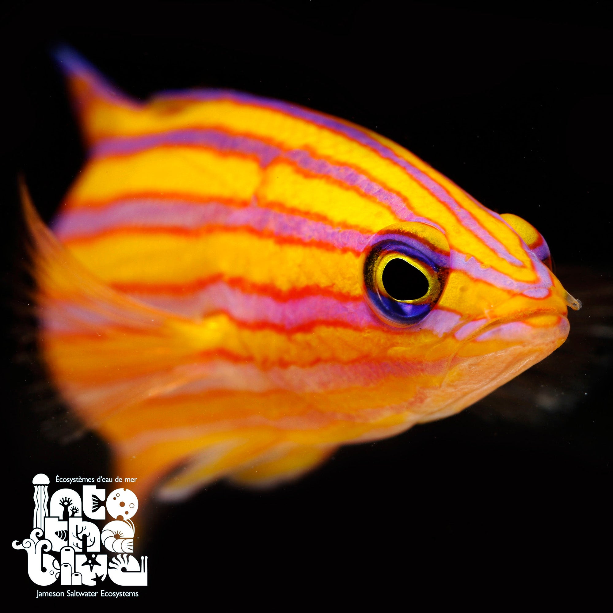 Swales Swissguard Basslet