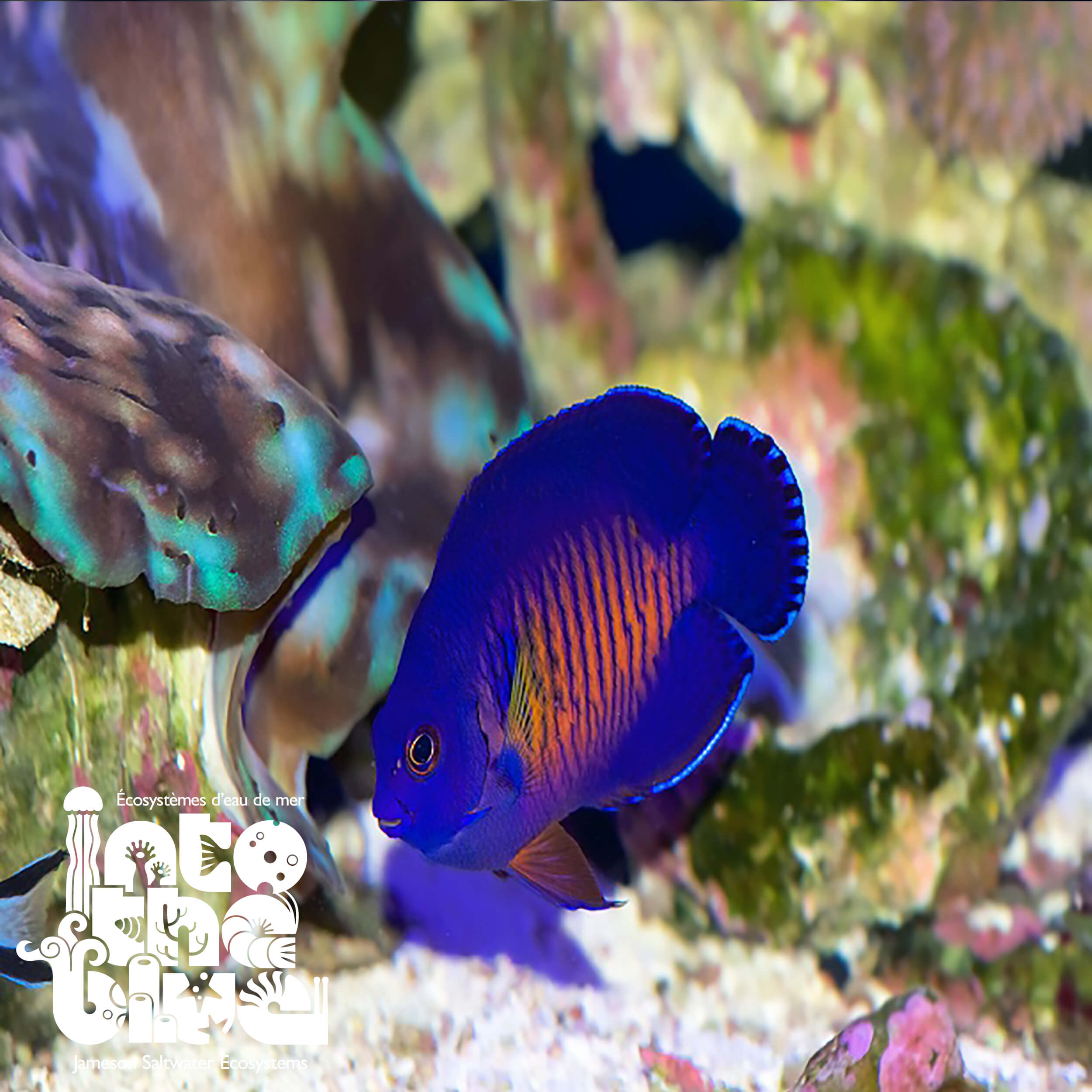 Coral Beauty Angelfish