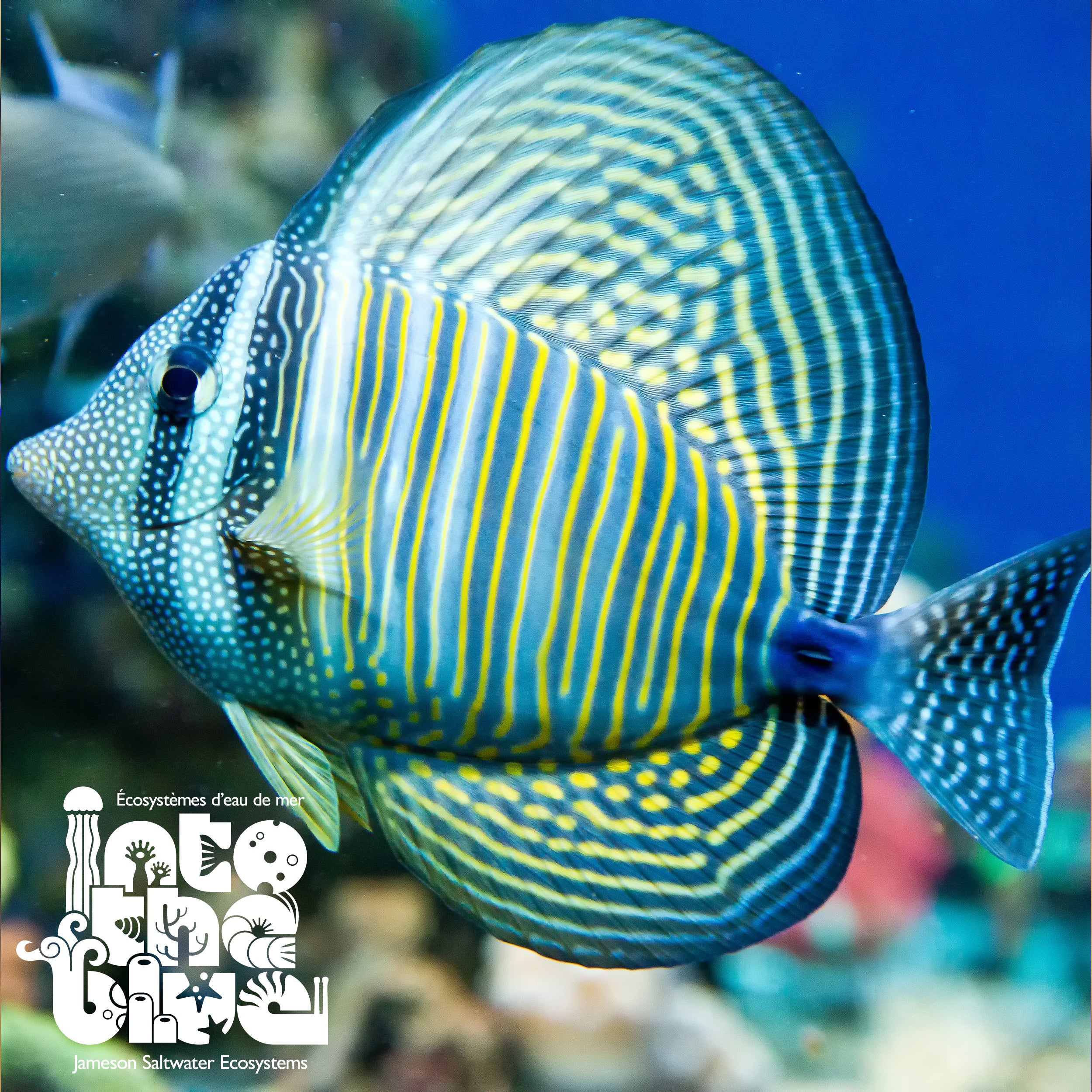Desjardini Sailfin Tang