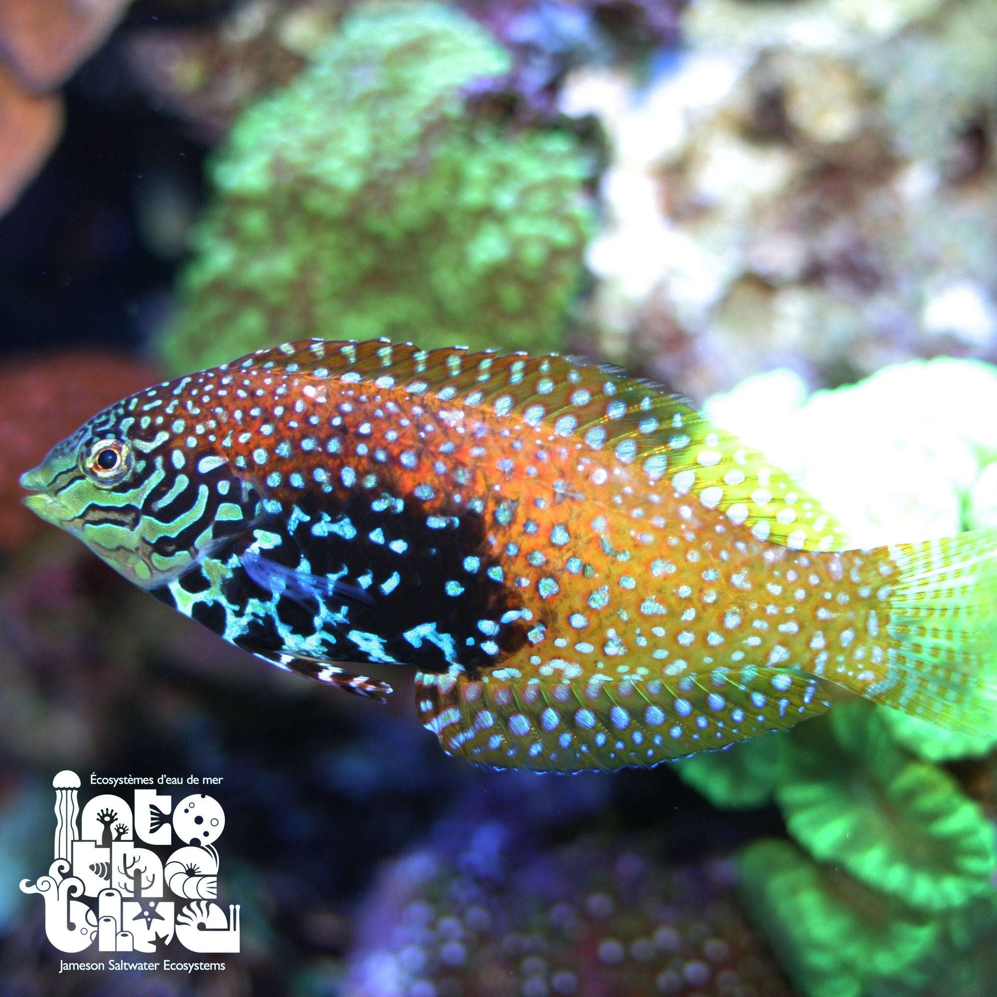 Divided Leopard Wrasse
